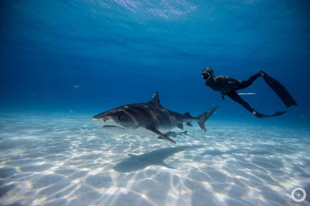 Tiger Sharks And Midway Atoll - HD Wallpaper 