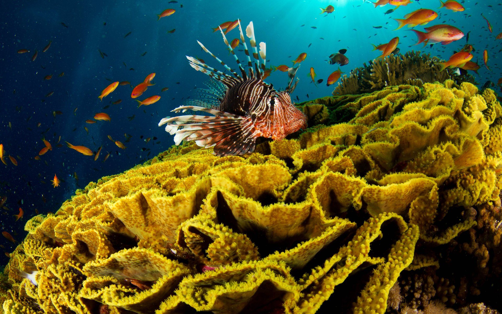 Hd Underwater Wallpapers 1080p - HD Wallpaper 