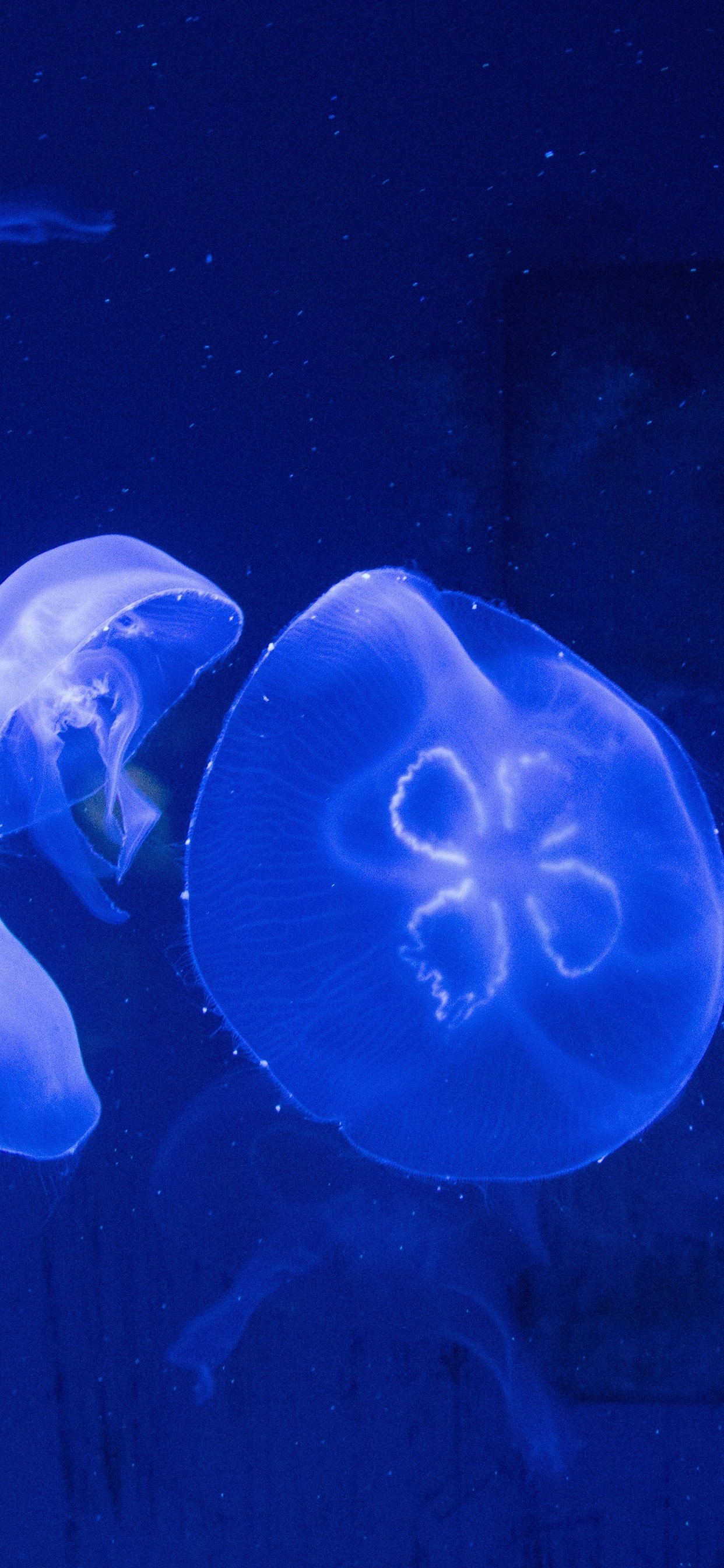 Iphone Wallpaper Blue Jellyfish, Underwater - Wallpaper - HD Wallpaper 