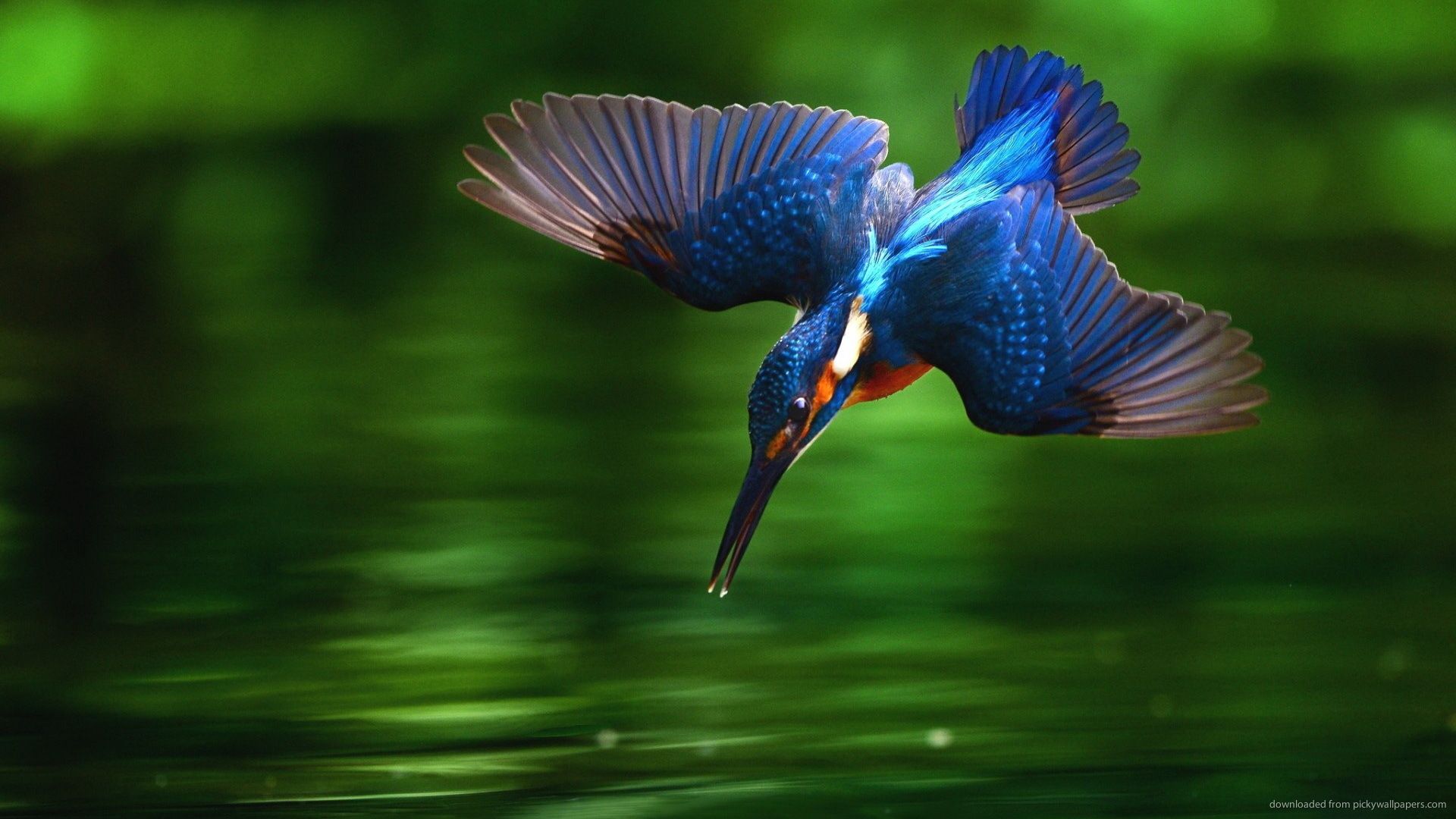 Diving Kingfisher Bird - HD Wallpaper 