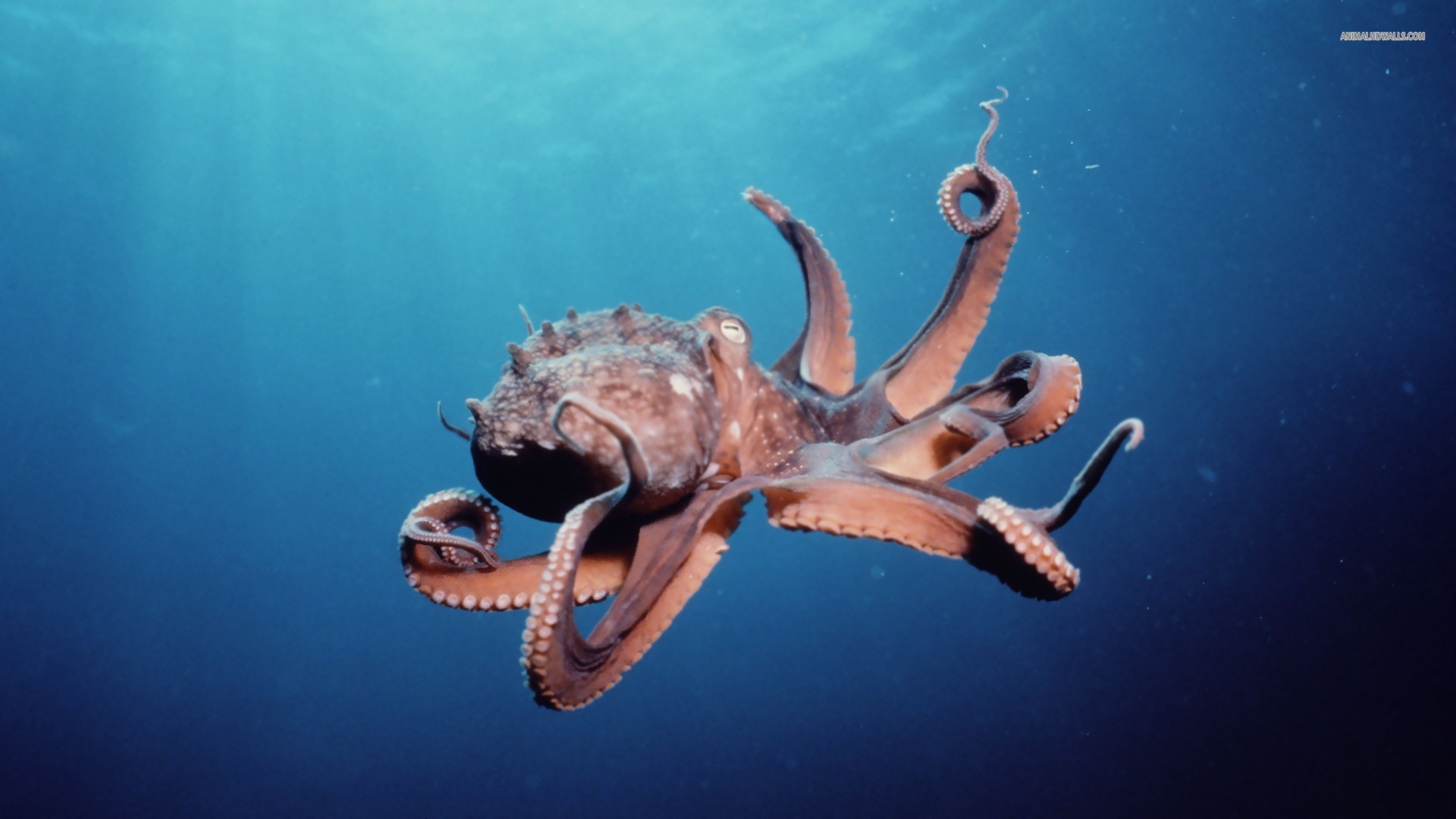 Octopus In Sea Wallpaper - Blue Sea Deep Blue Photography - HD Wallpaper 