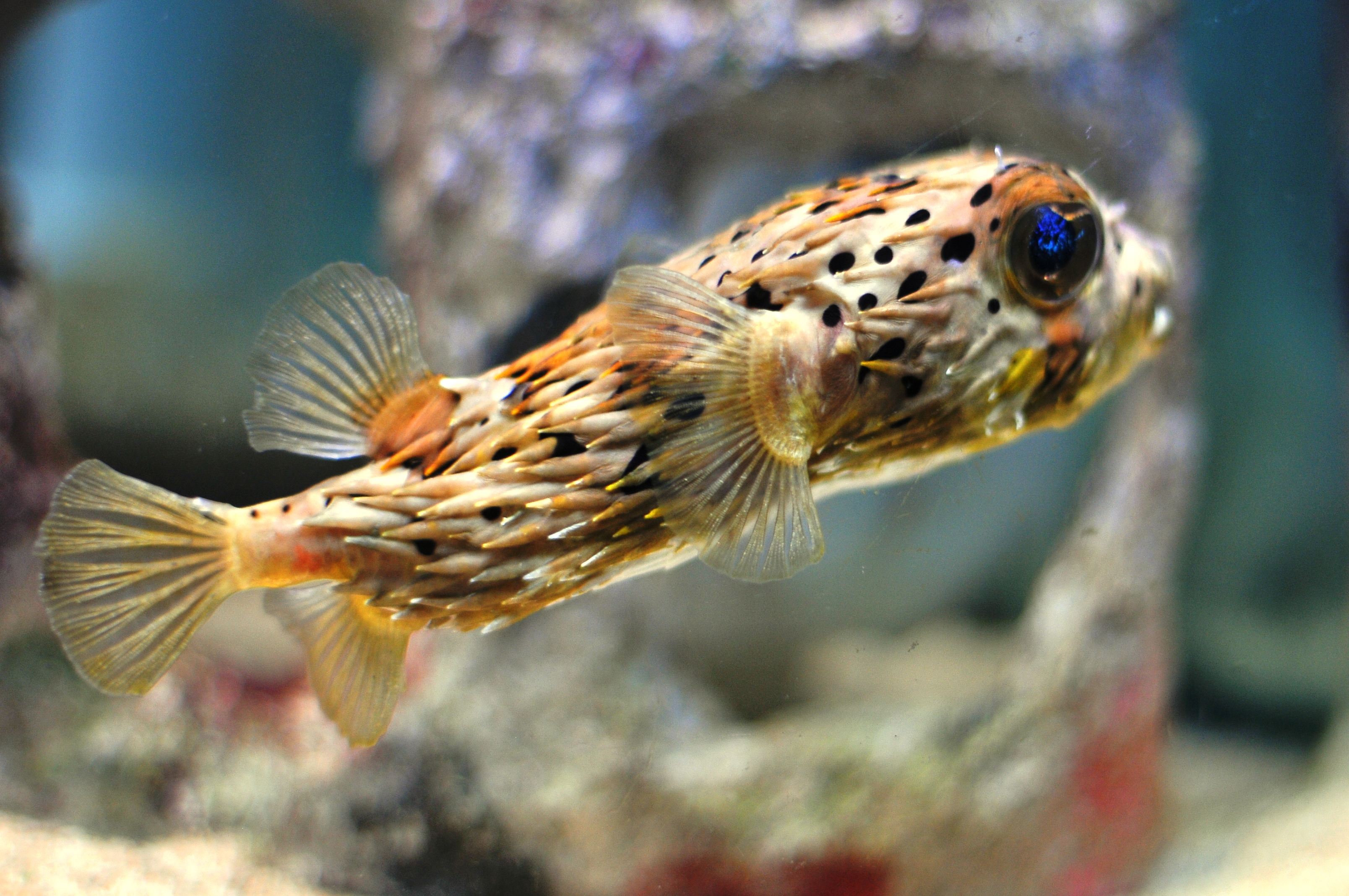 Cute Puffer Fish - HD Wallpaper 