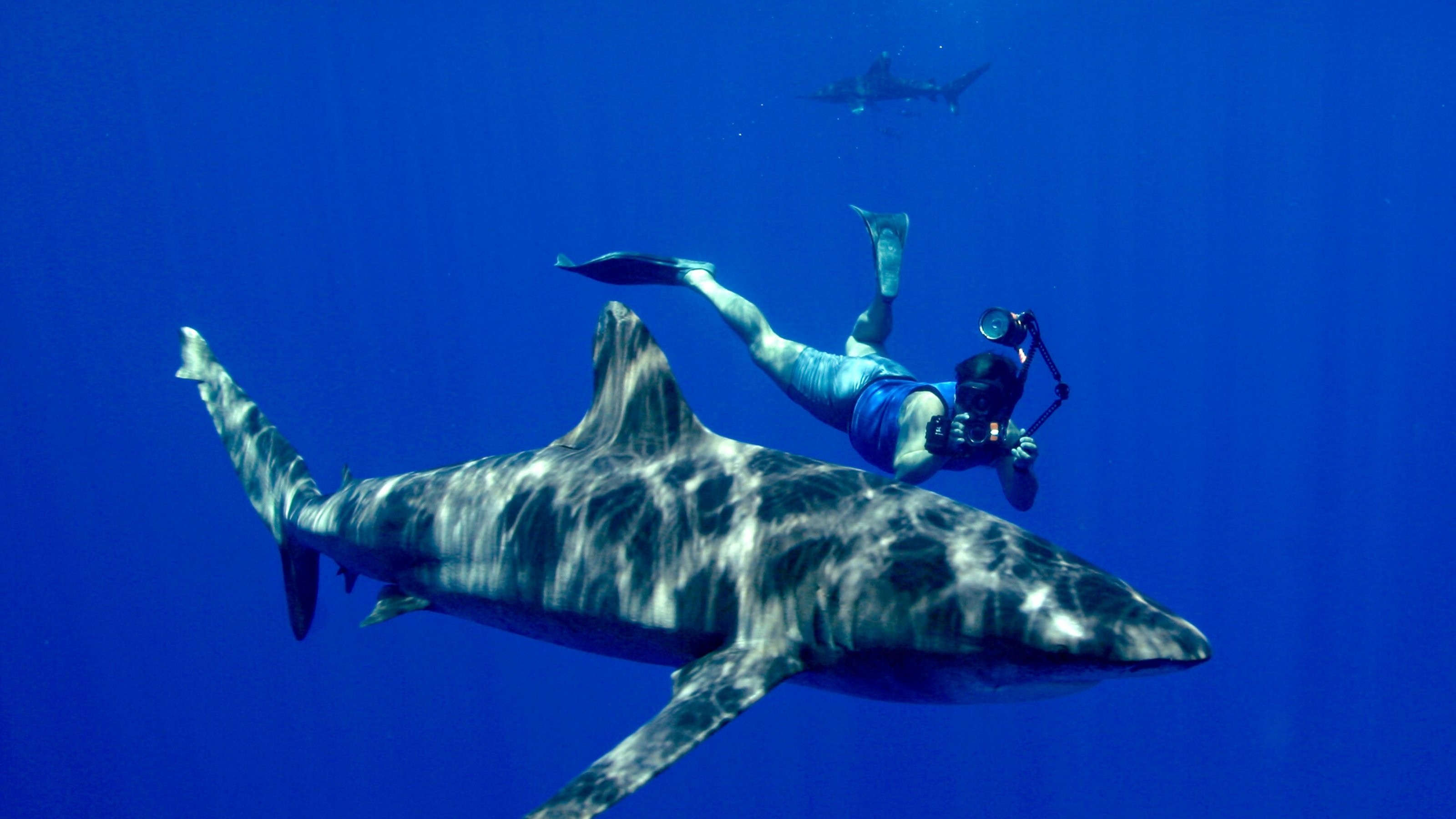 Free Diving With Sharks Wallpaper - Large Oceanic Whitetip Shark - HD Wallpaper 