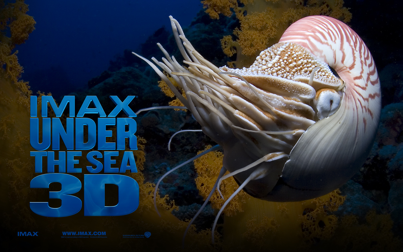 Under The Sea 3d Wallpaper 2 - Sea Creature With Tentacles And Shell - HD Wallpaper 