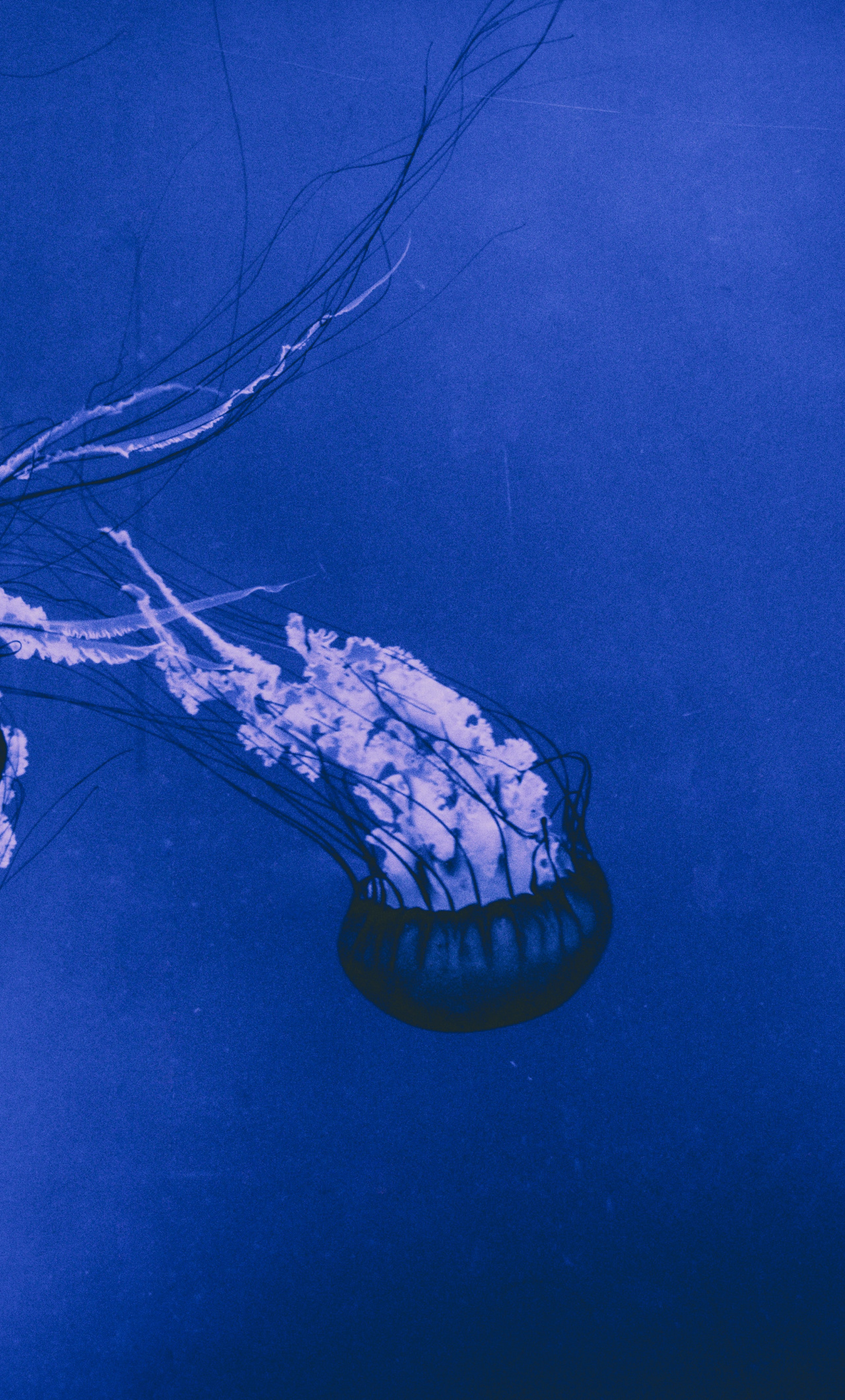 Jellyfish - HD Wallpaper 