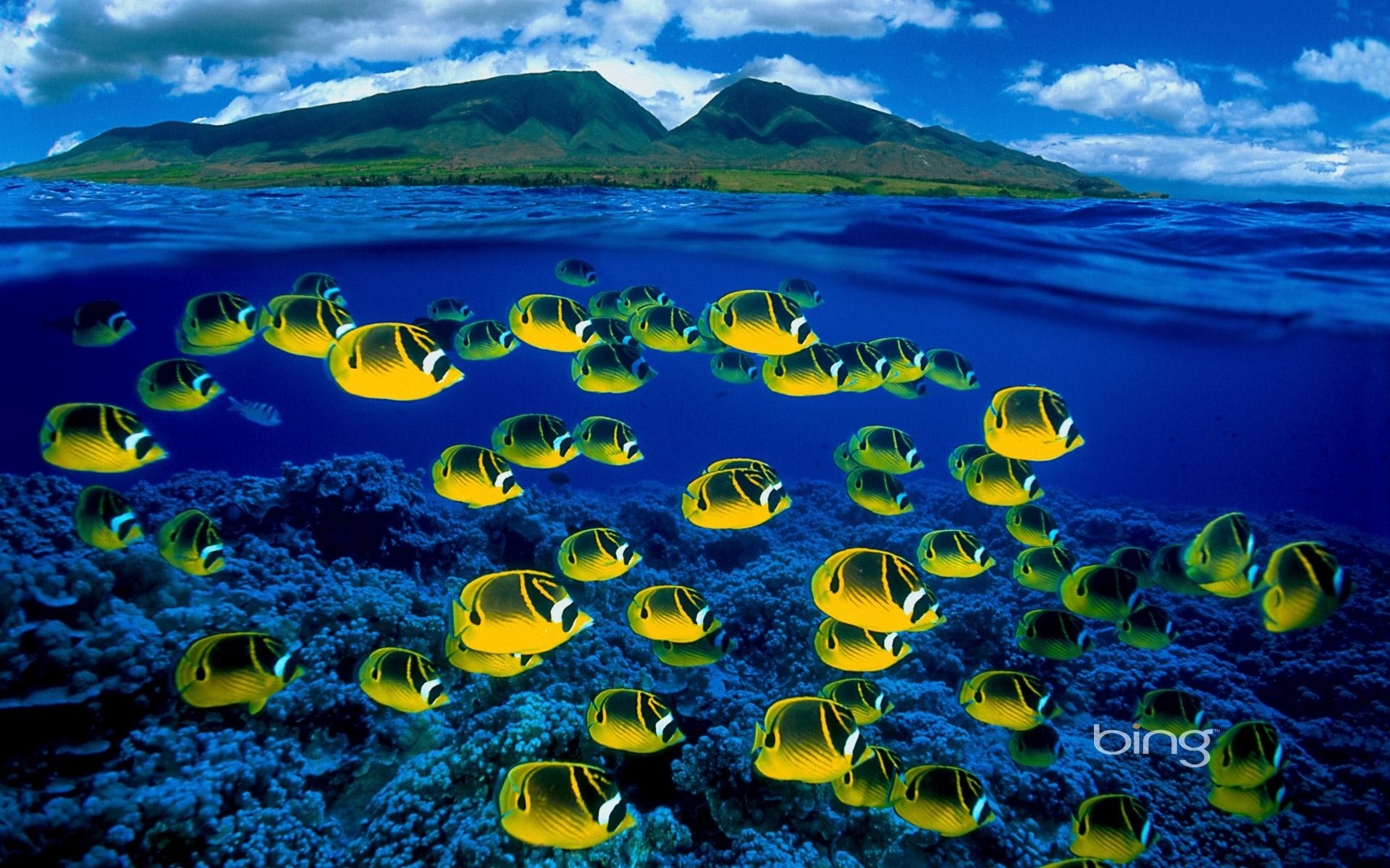 Hd Saltwater Fish Wallpaper - Bing Background - HD Wallpaper 