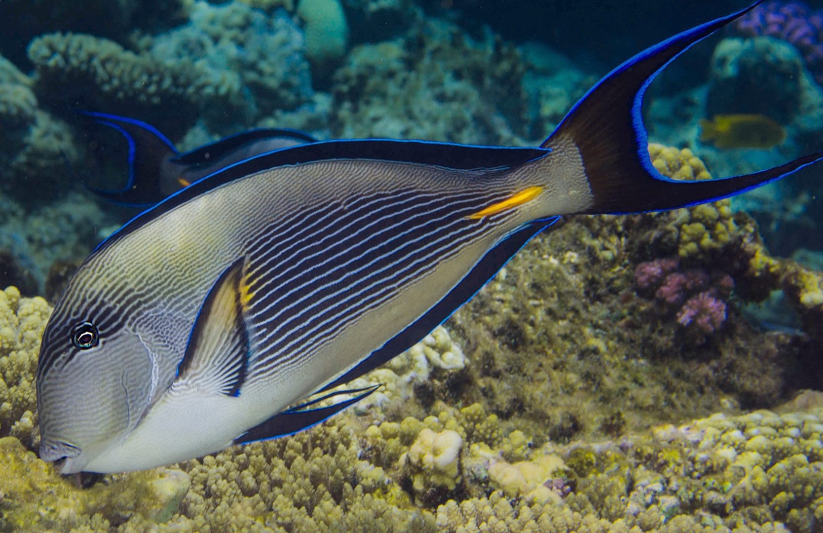 Coral Reef Fish - HD Wallpaper 