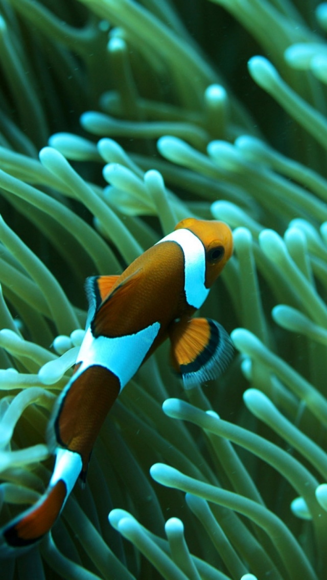 Clown Fish Wallpaper For Iphone - HD Wallpaper 