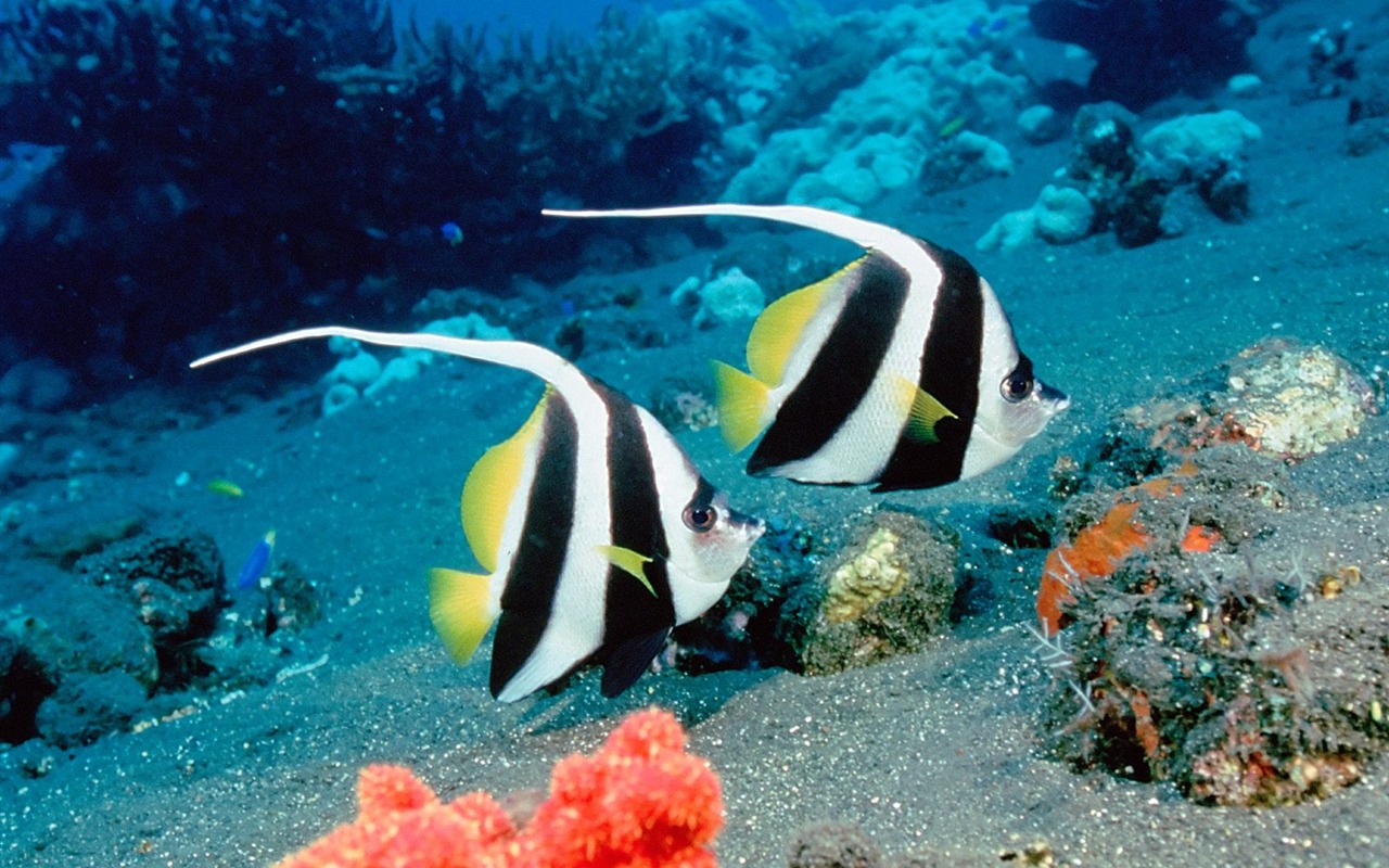 Colorful Tropical Fish Wallpaper Albums - Snorkeling At Sharm El Sheikh - HD Wallpaper 