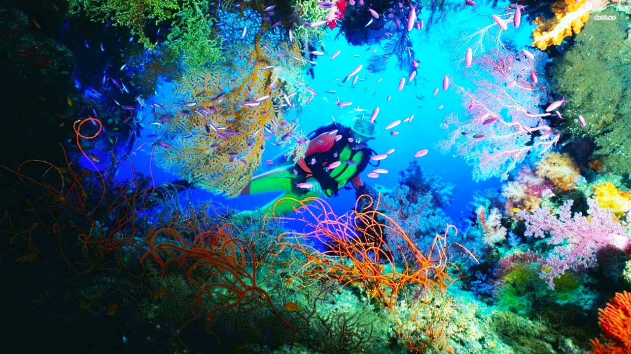 Scuba Diving High Resolution - HD Wallpaper 