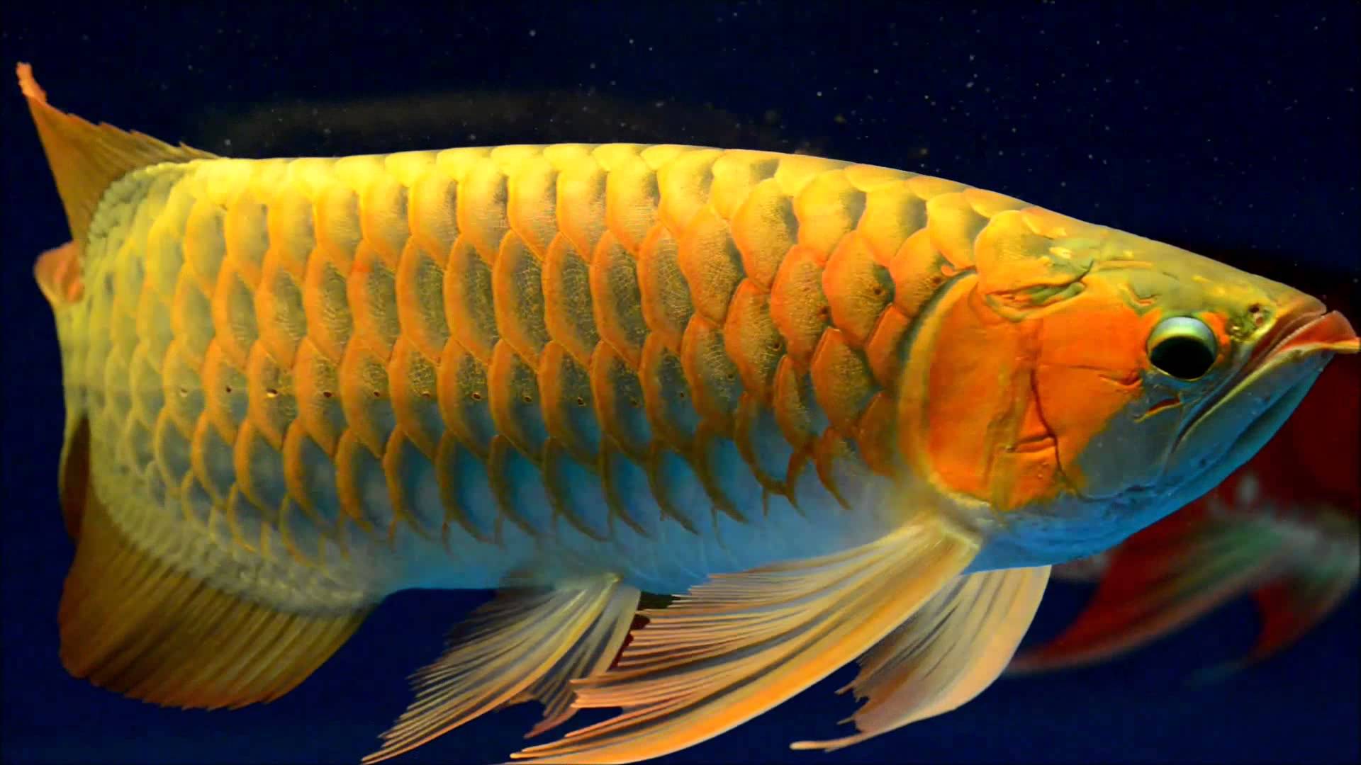 Arowana Aquarium Fish Price - HD Wallpaper 