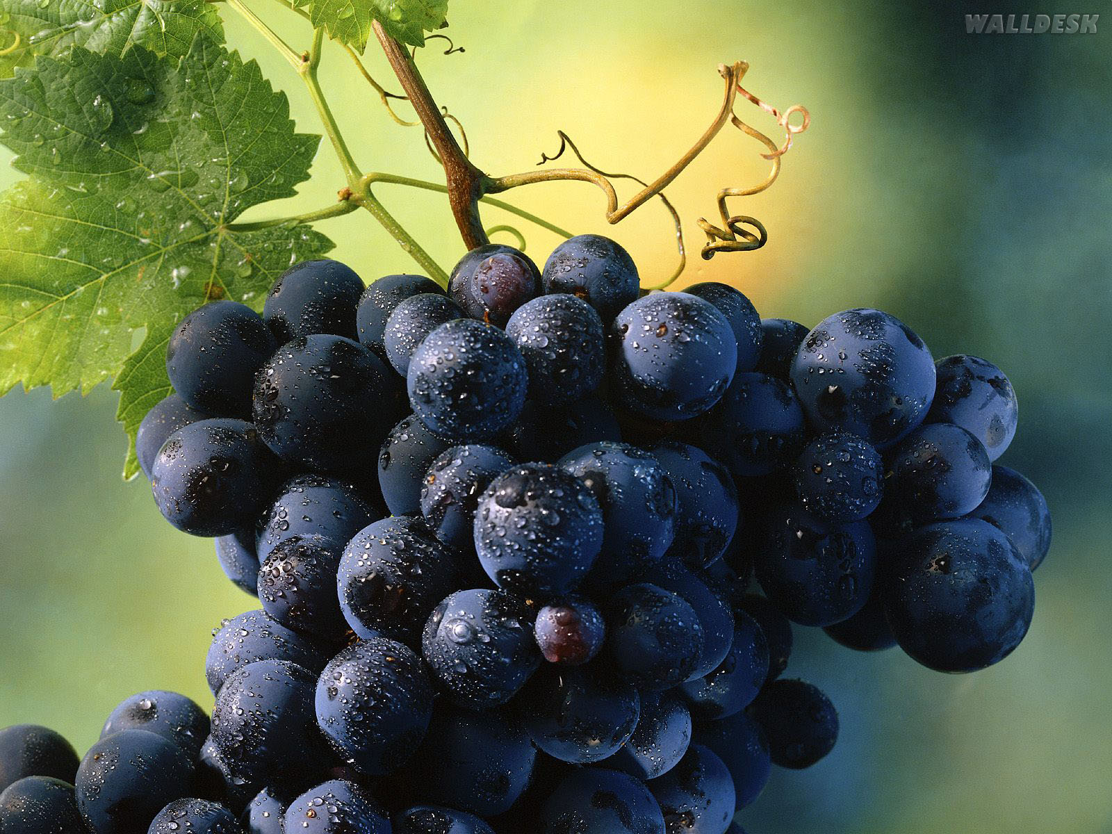 Uva, A Fruta Do Vinho Wallpaper - Grape Hd - HD Wallpaper 