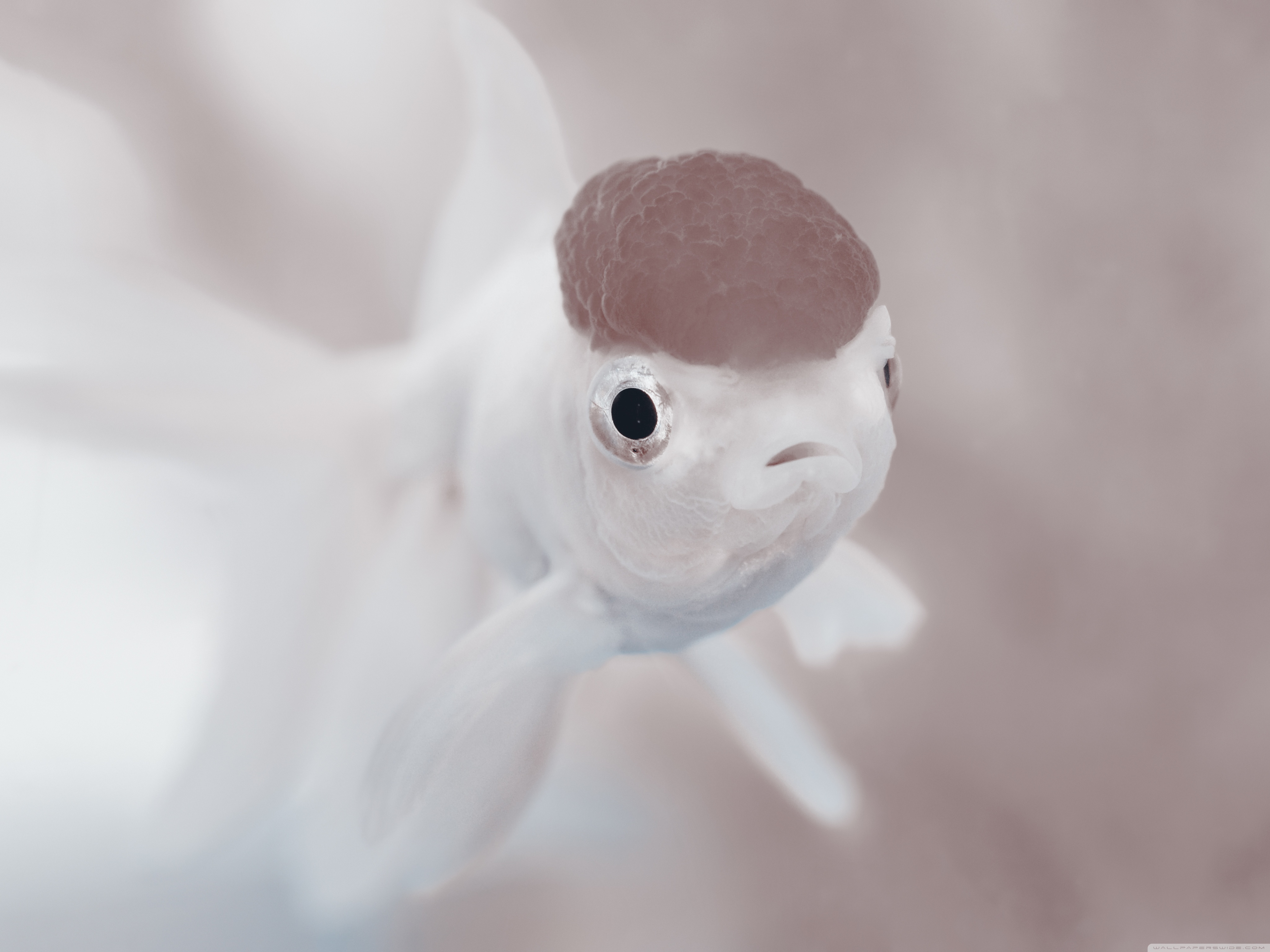 Cute White Fish - HD Wallpaper 