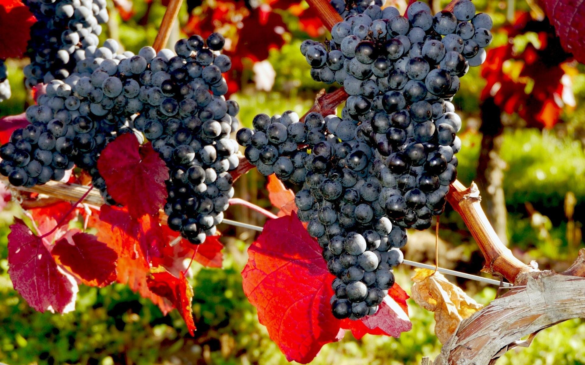 Grapes Full Hd - HD Wallpaper 