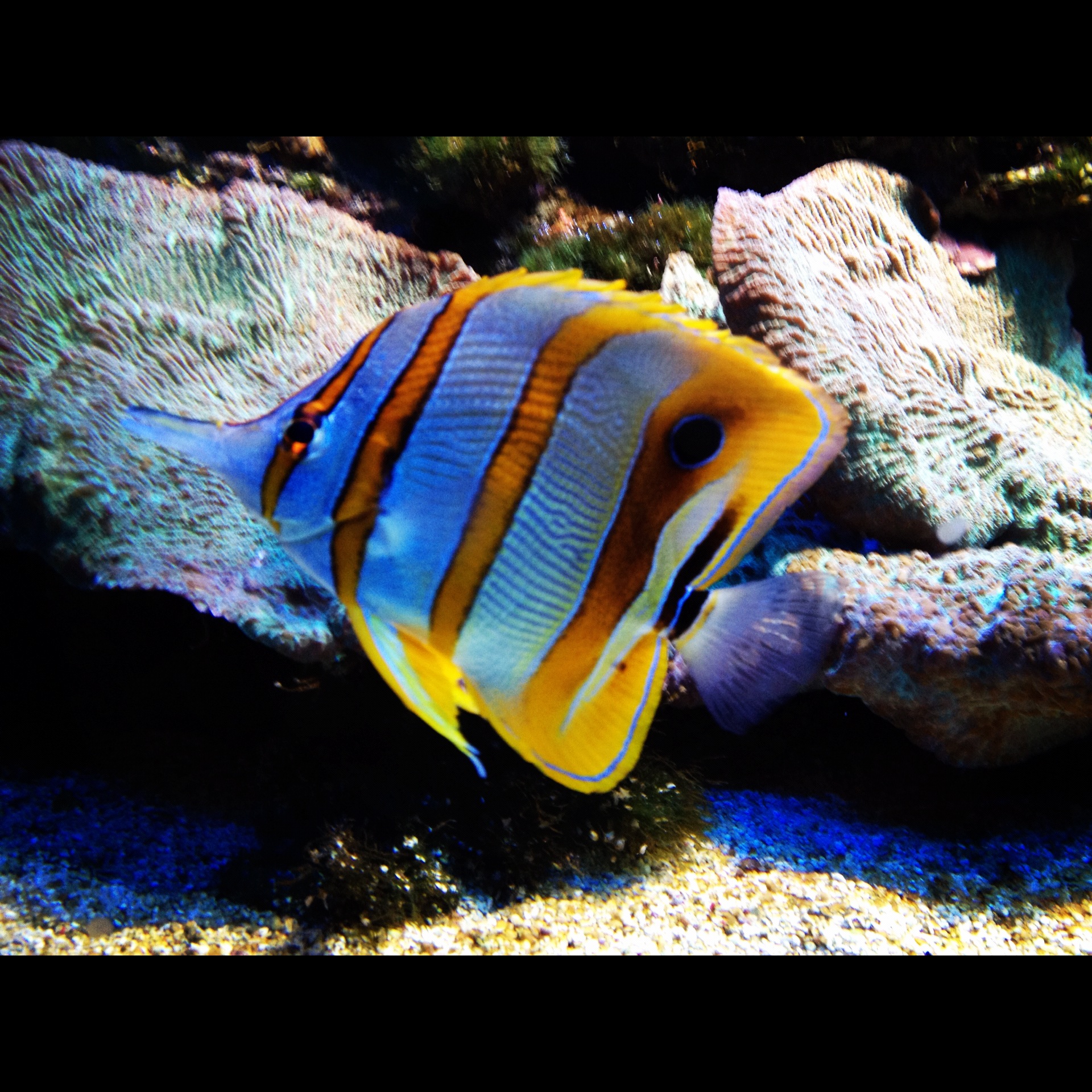 Coral Reef Fish - HD Wallpaper 
