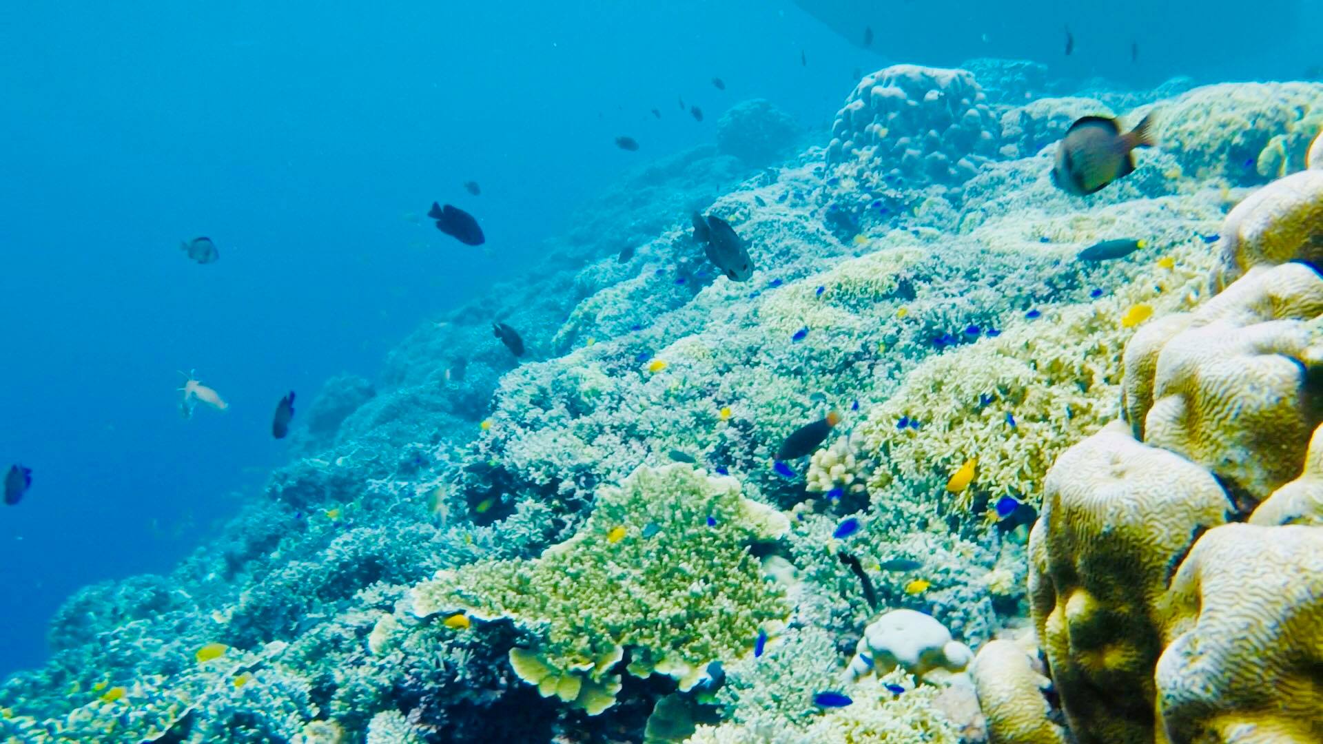 Freedive Videos - Underwater - HD Wallpaper 