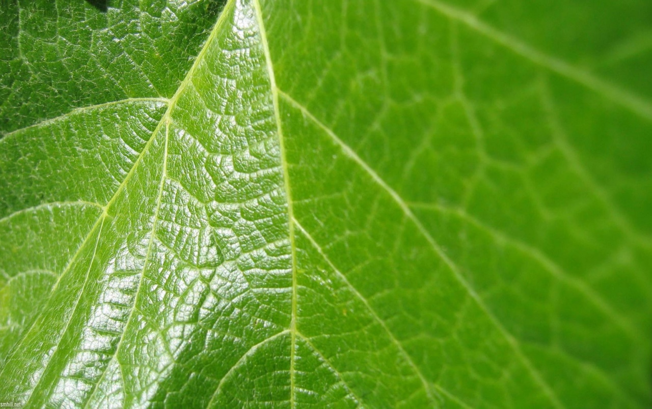 Grape Leaf Wallpapers - Close Up Leaf Photography - HD Wallpaper 