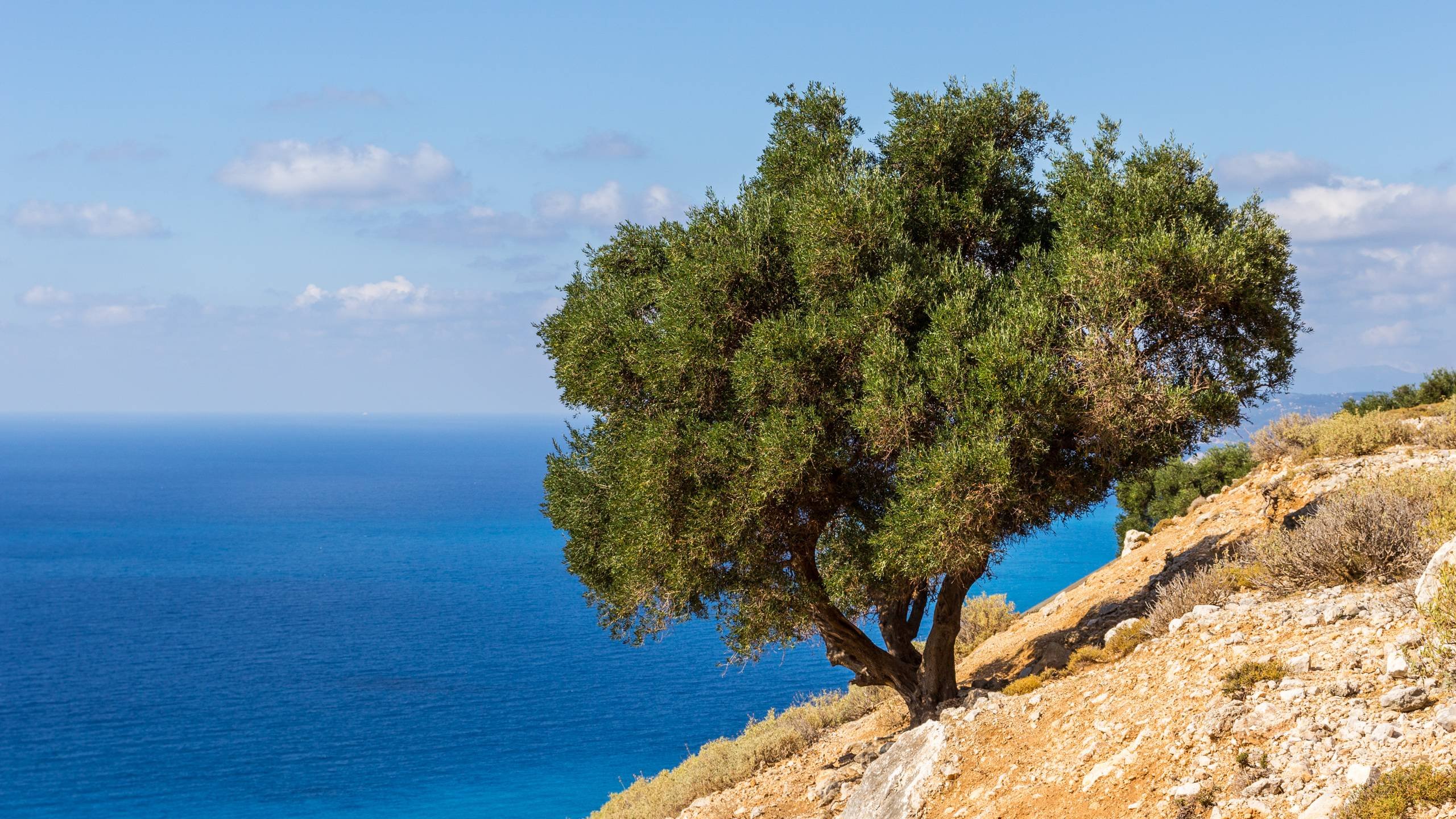 Spotted This Lonely Tree While Driving Across Kefalonia - Greece Wallpaper Hd - HD Wallpaper 
