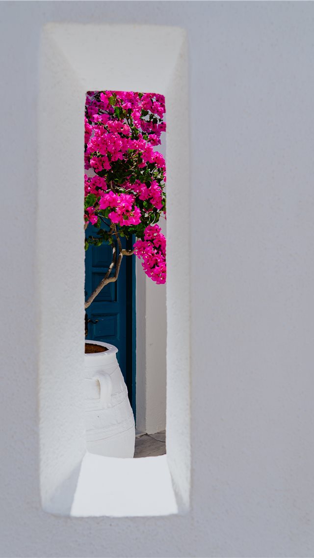 Oia Greece Iphone Wallpaper - Bougainvillea Pink Flowers In Greece - HD Wallpaper 