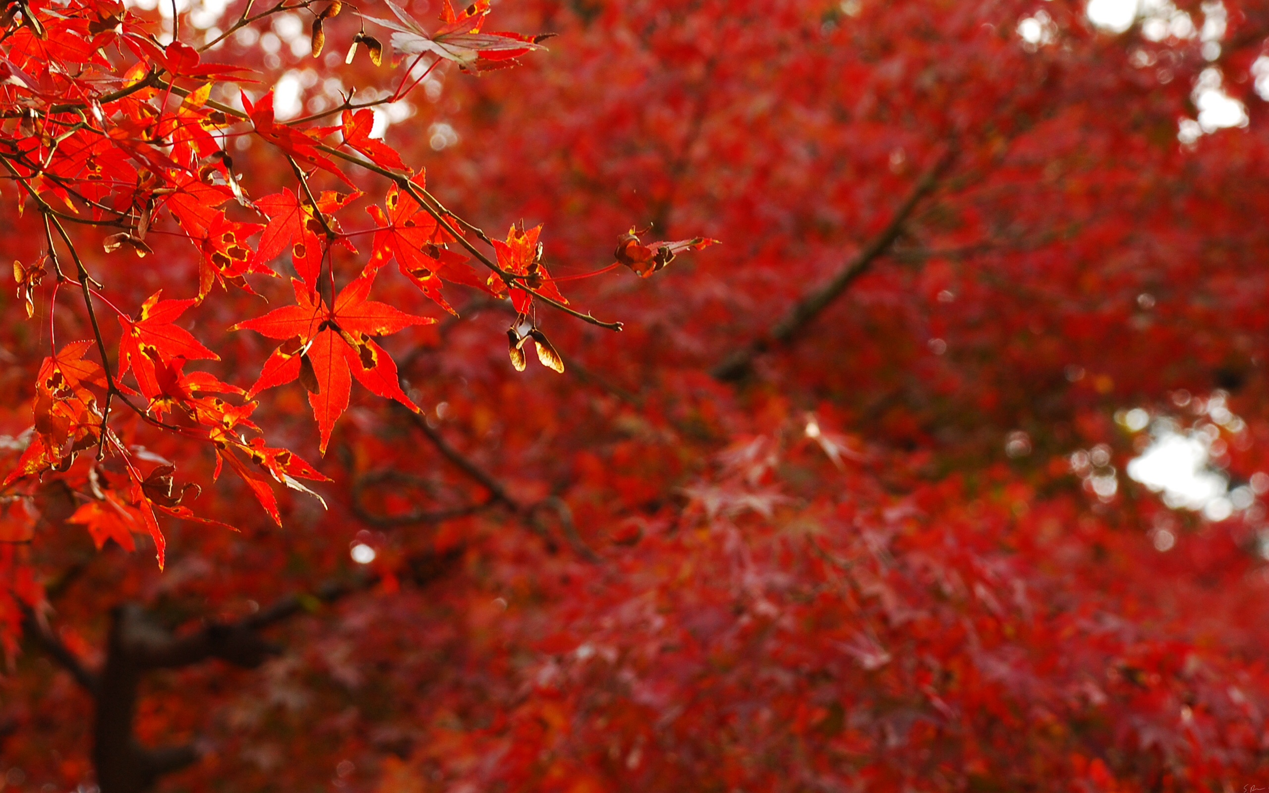 Background Red Leaves - HD Wallpaper 