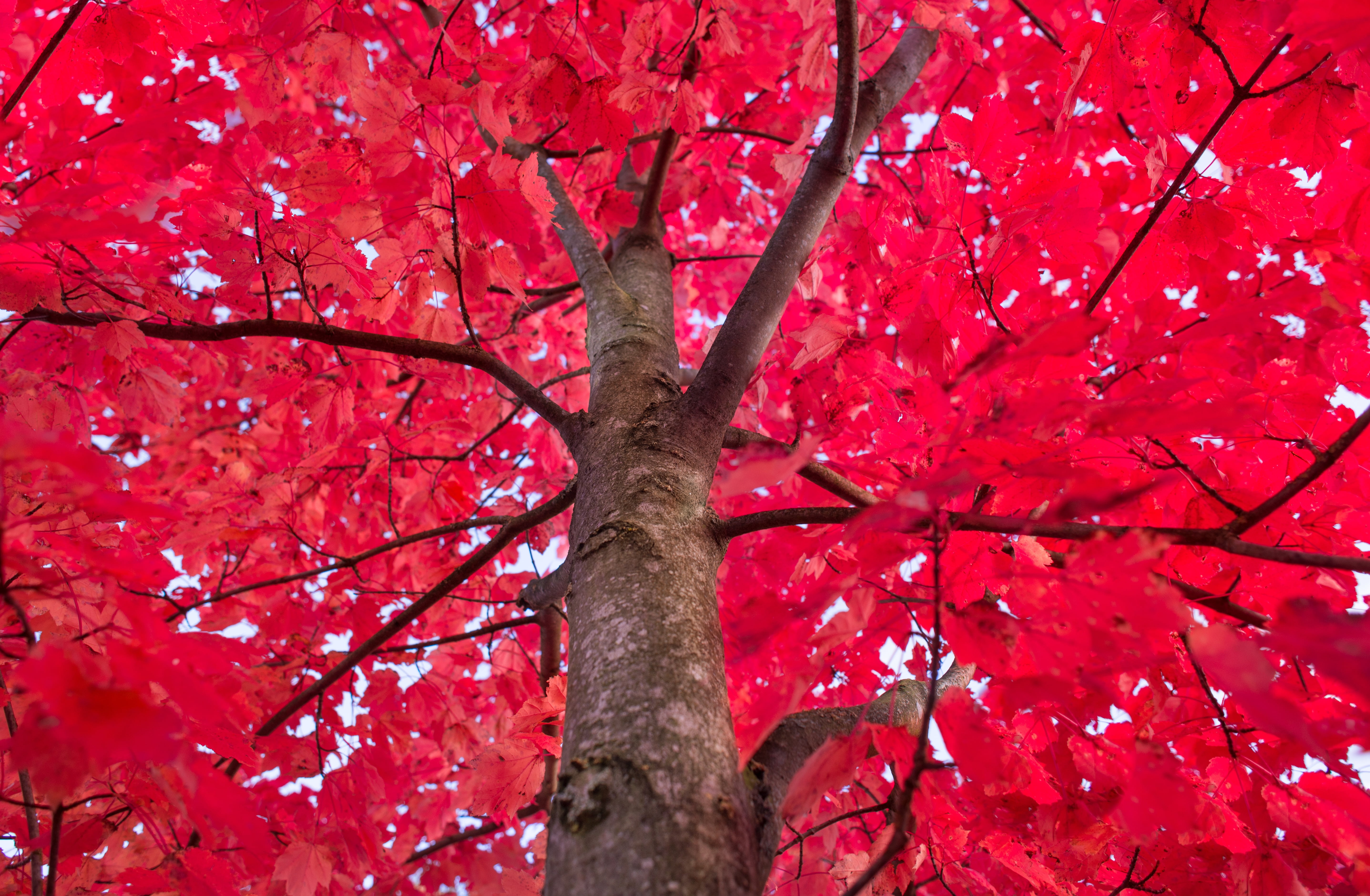 Red Tree - HD Wallpaper 