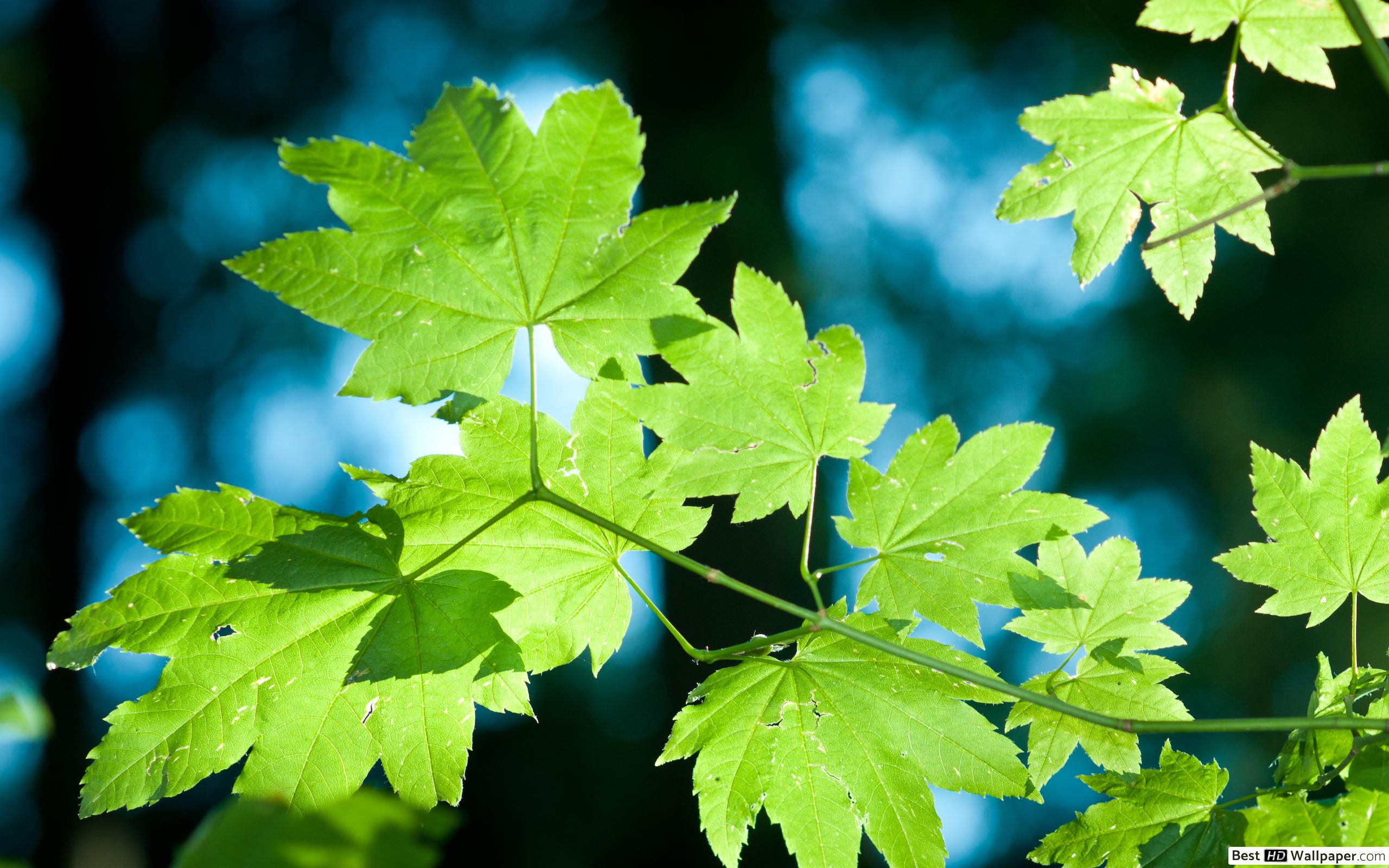 Maple Tree Close Up - HD Wallpaper 