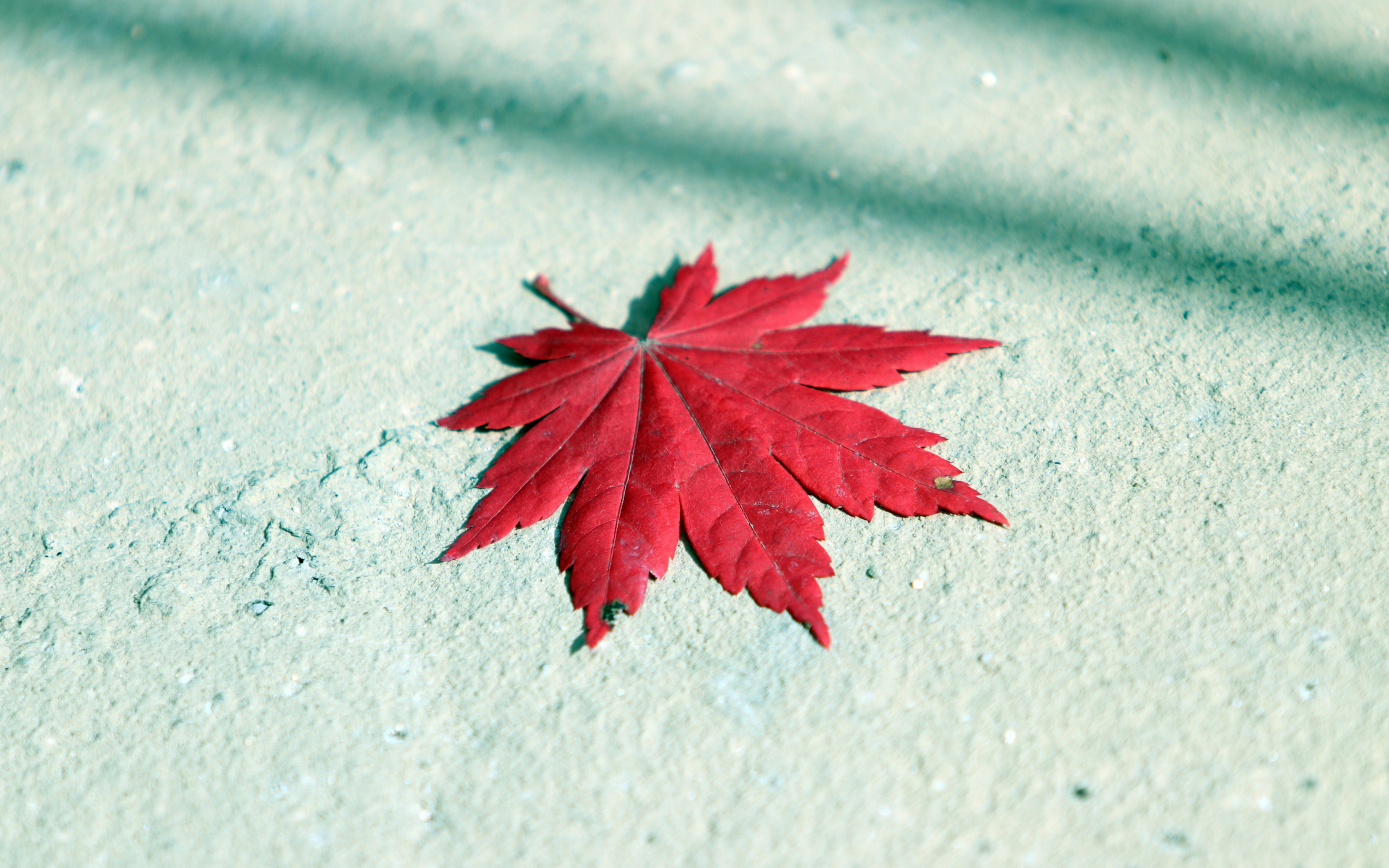 Autumn - HD Wallpaper 