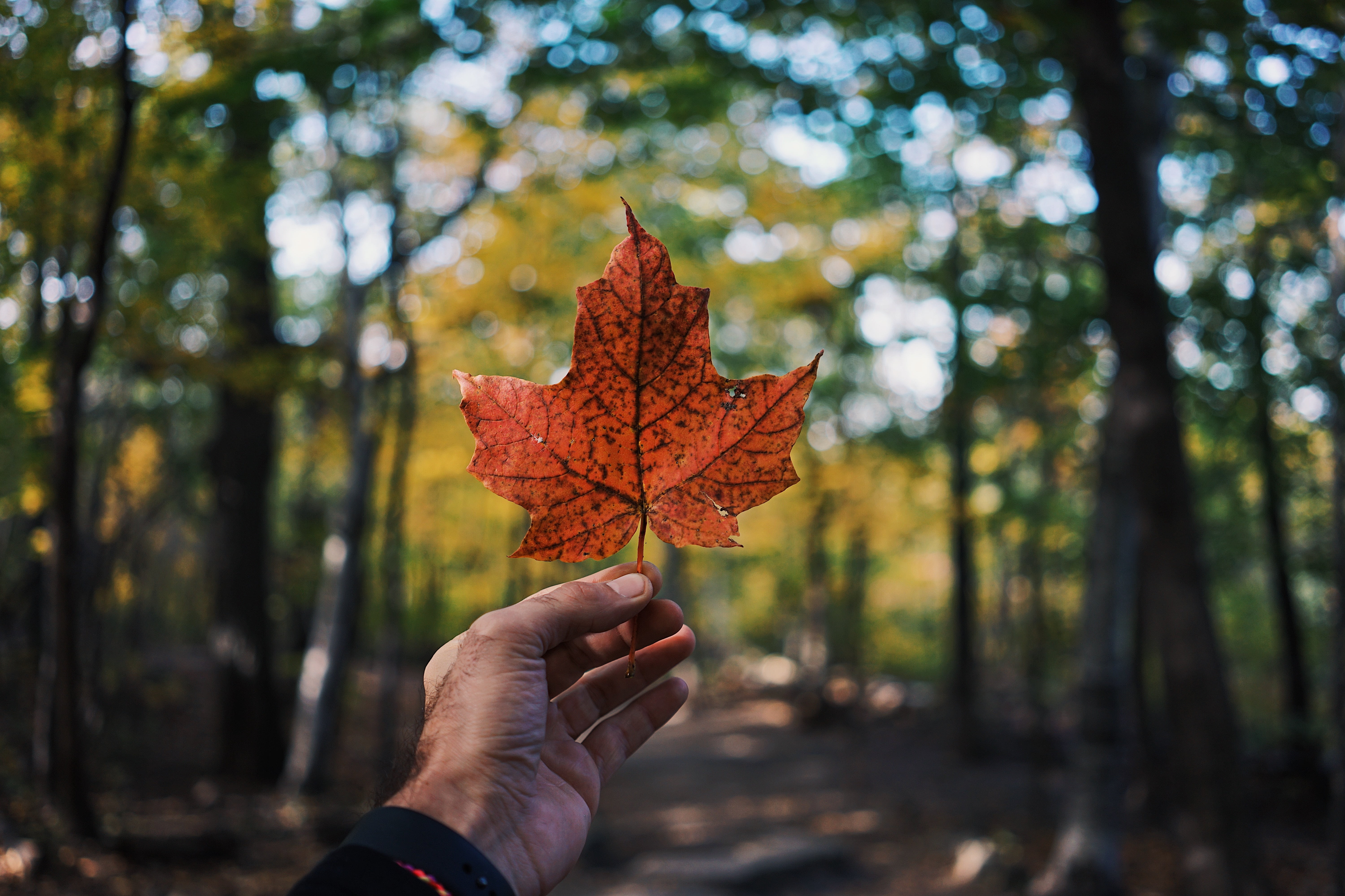 Maple Leaf On Hand - HD Wallpaper 