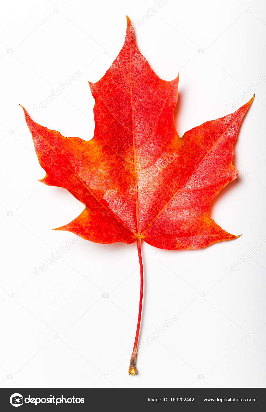 Maple Leaf - HD Wallpaper 