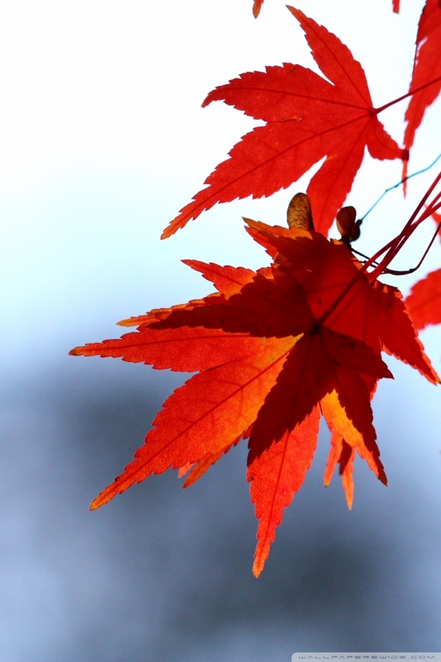Red Leaves Wallpaper For Iphone - 640x960 Wallpaper Red Leaves Wallpaper For Iphone - 640x960 Wallpaper