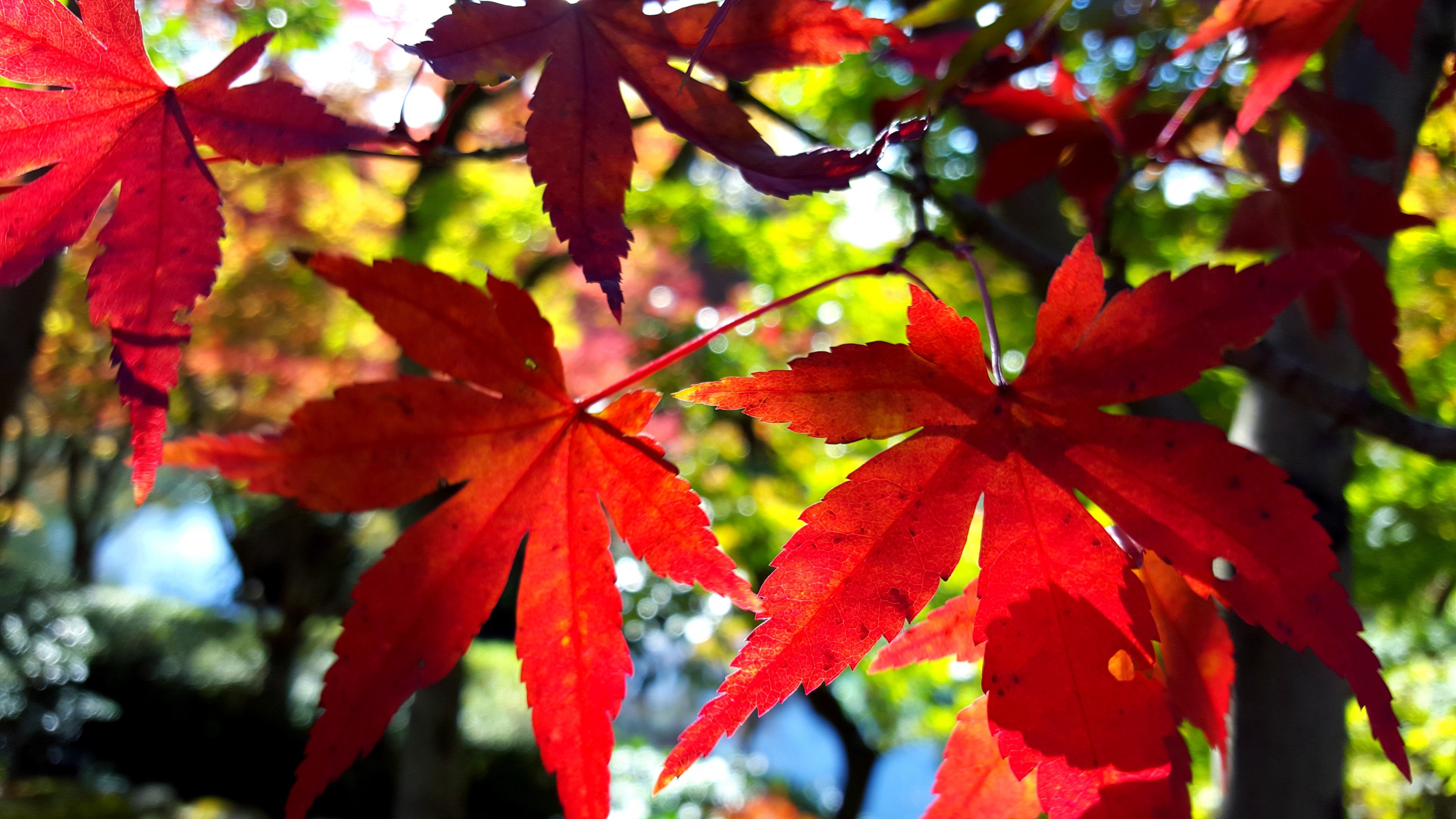 Kyoto Red Leaves Wallpaper - Maple Leaf - HD Wallpaper 