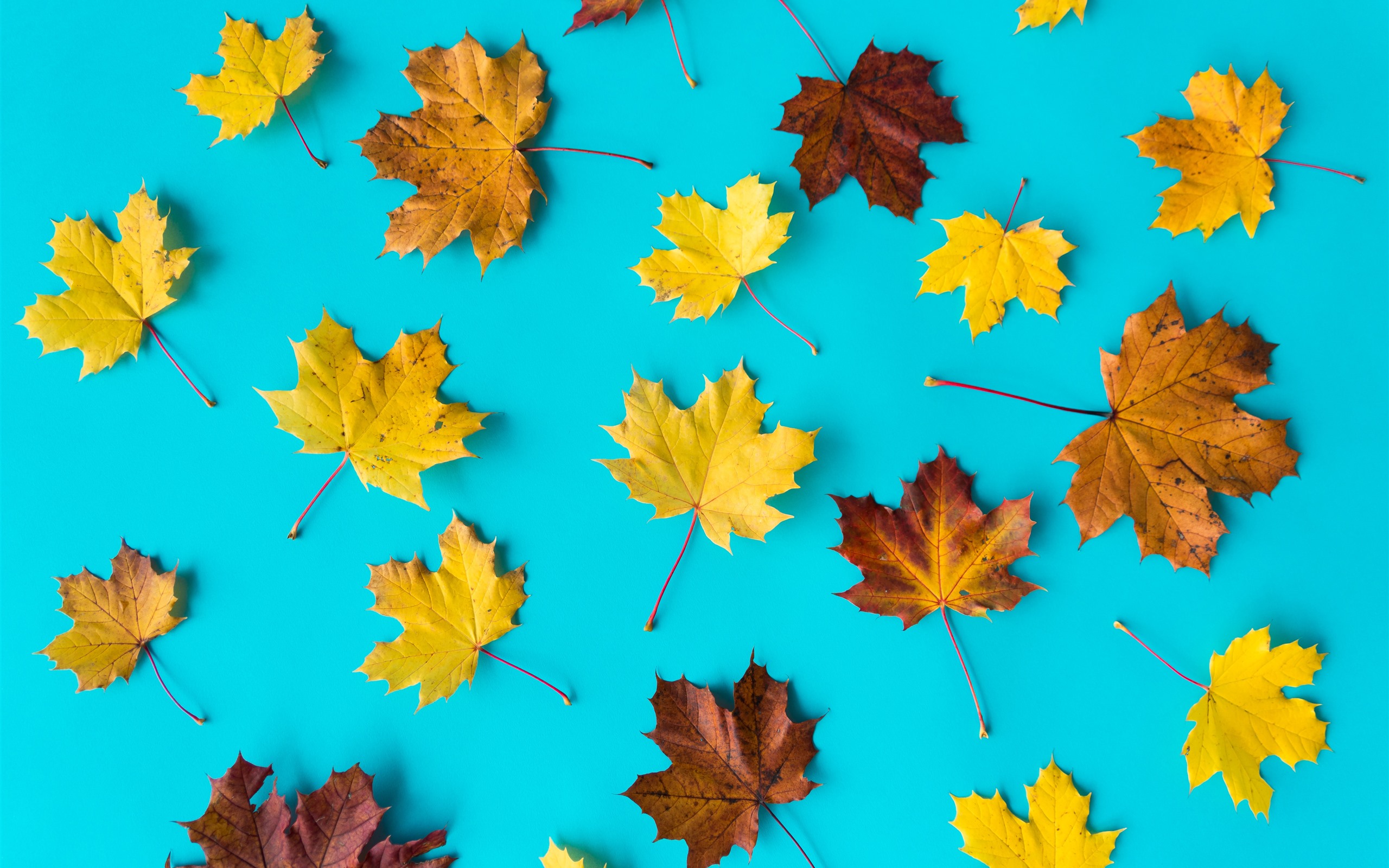 پاییز در طب سنتی - HD Wallpaper 