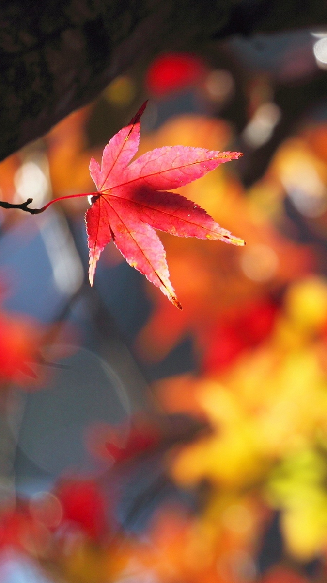 Maple Leaf - HD Wallpaper 
