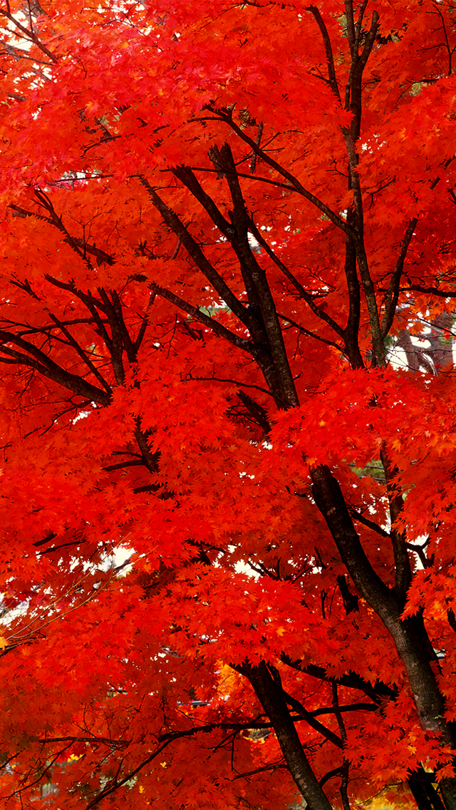 Awesome Red Leaves Tree - Red Nature Wallpaper Hd For Mobile - HD Wallpaper 