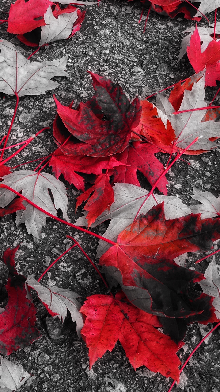 Wallpaper Maple, Leaves, Autumn, Foliage, Fallen - HD Wallpaper 