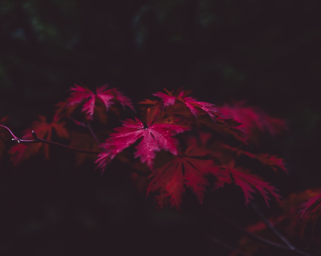 Maple Leaf - HD Wallpaper 