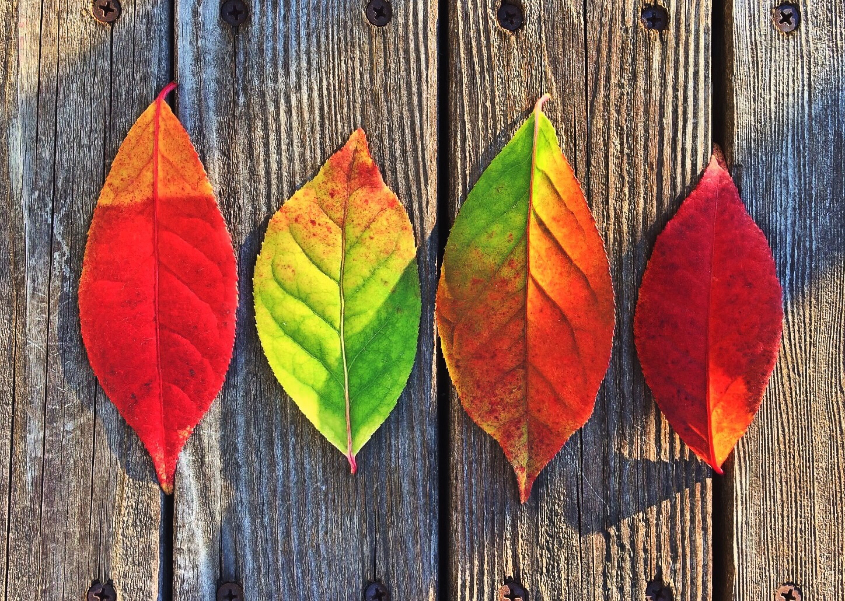 Colour Leaves - HD Wallpaper 