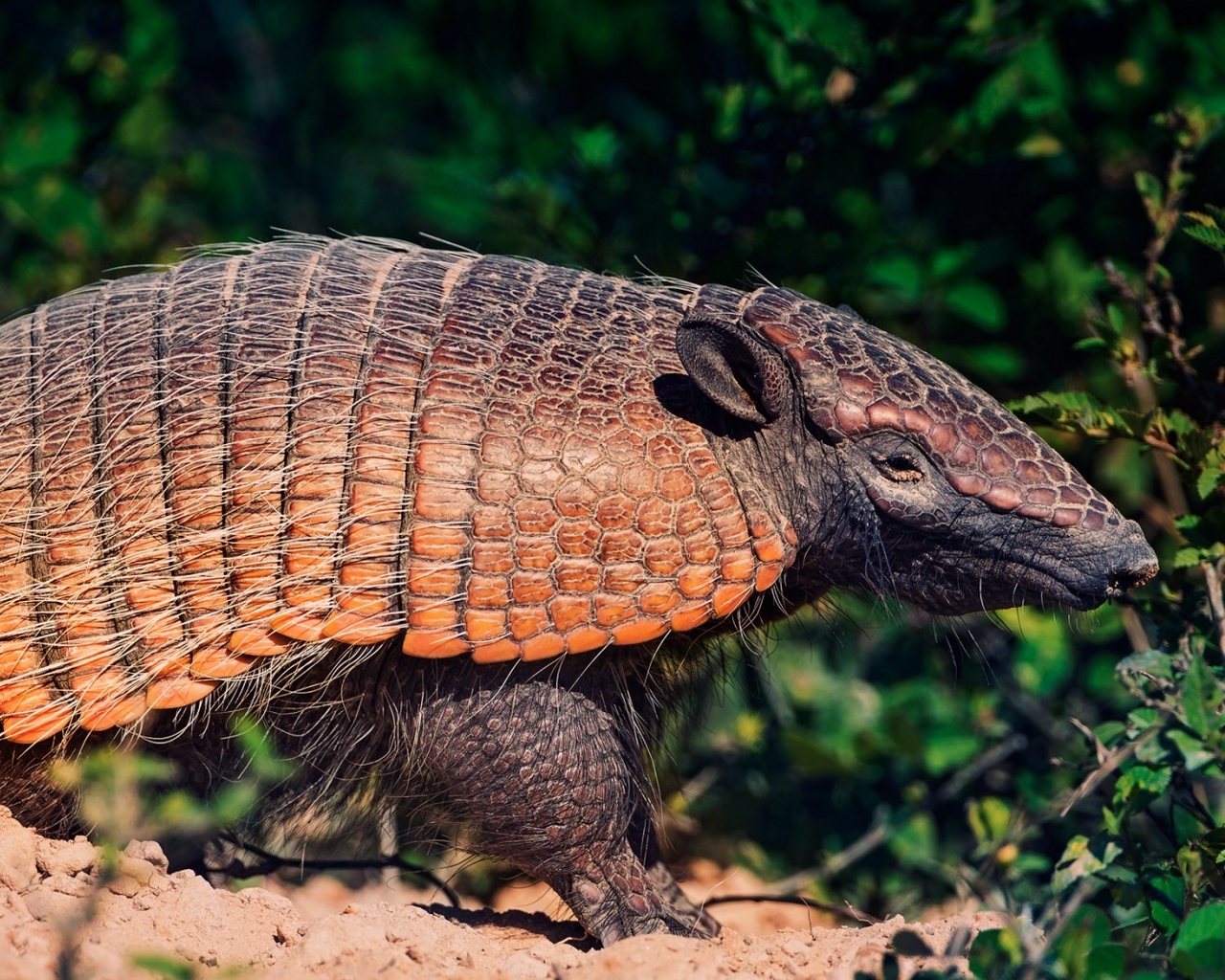 Wallpaper Battleship, South America, Bushes, Sand - Armadillo Hd - HD Wallpaper 