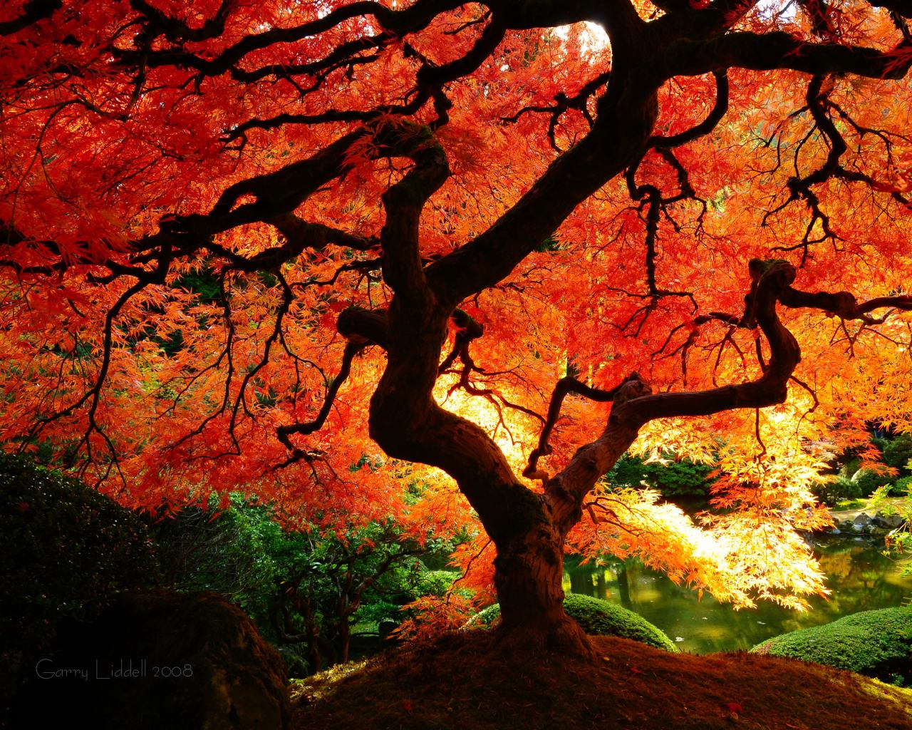 Japanese Maple - HD Wallpaper 
