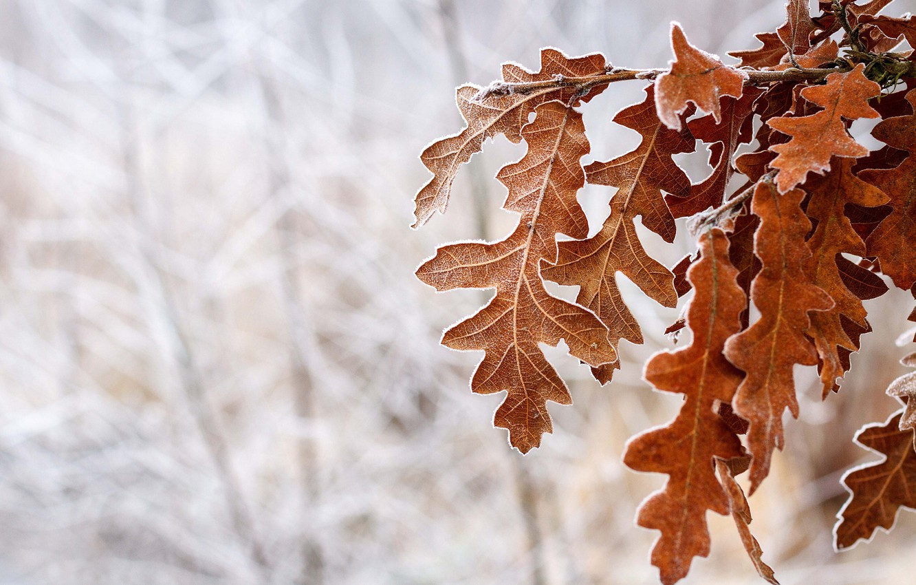 Photo Wallpaper Cold, Winter, Frost, Snow, Tree, Brown, - Oak Leaves In Winter - HD Wallpaper 