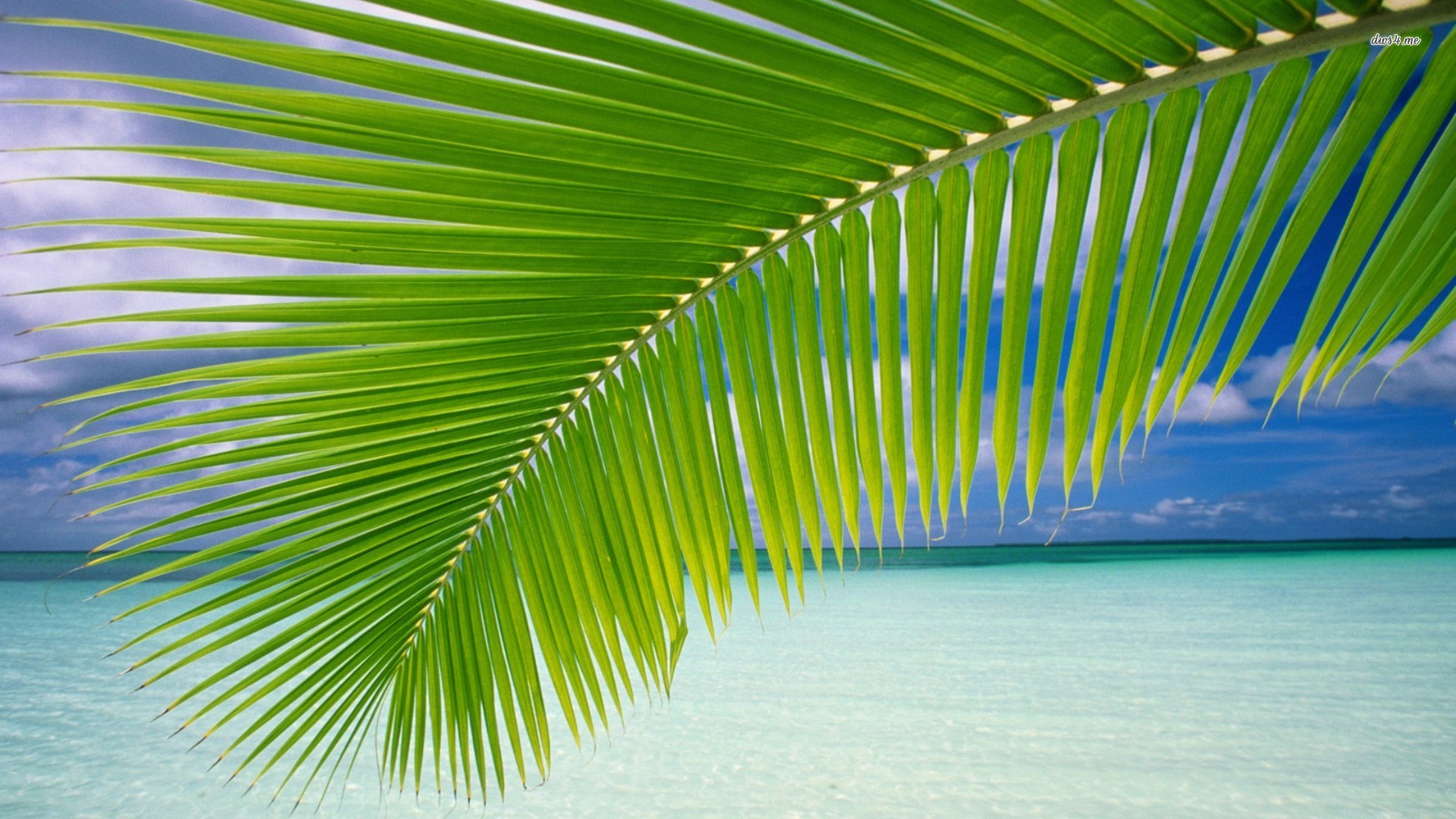 High Resolution Palm Leaves - HD Wallpaper 