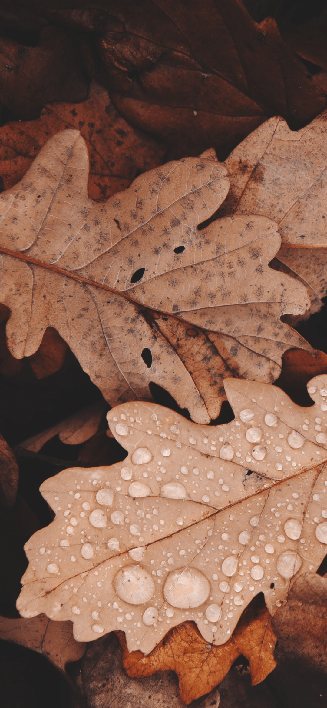 Android, Iphone, Desktop Hd Backgrounds / Wallpapers - Autumn Wallpaper Iphone Xs Max - HD Wallpaper 