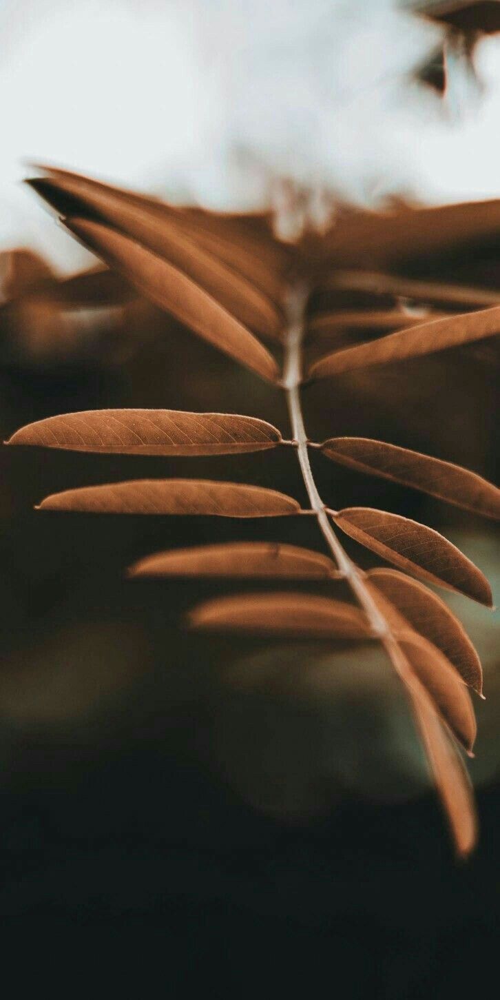 Brown Aesthetic Phone Background - HD Wallpaper 