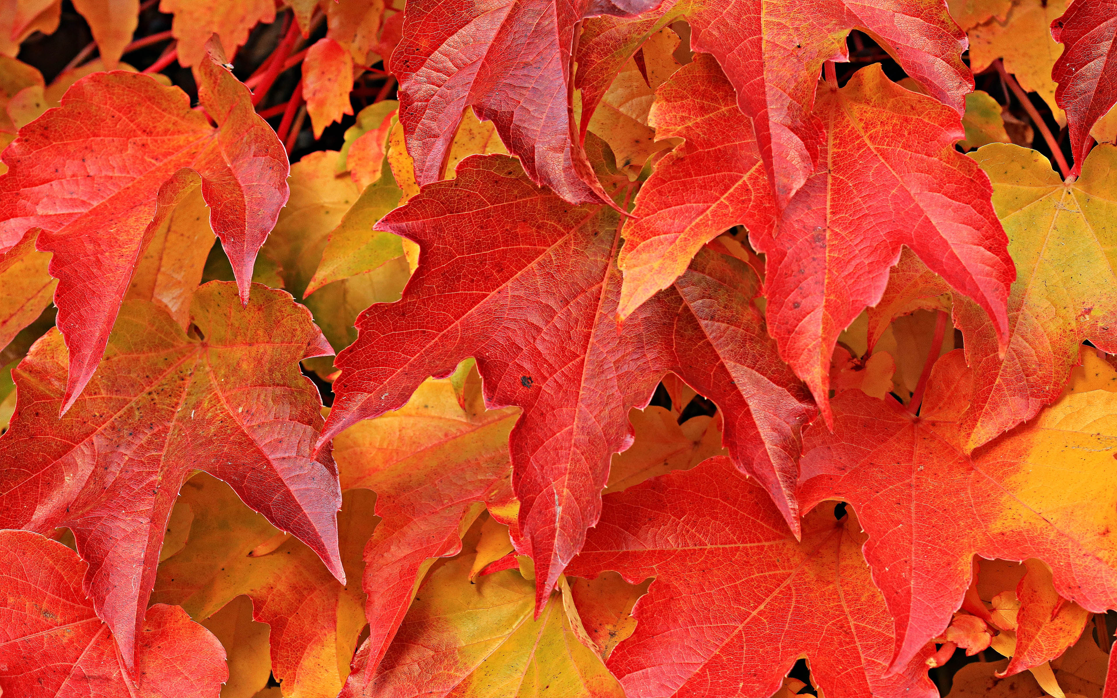 Fall Leaves Free - HD Wallpaper 