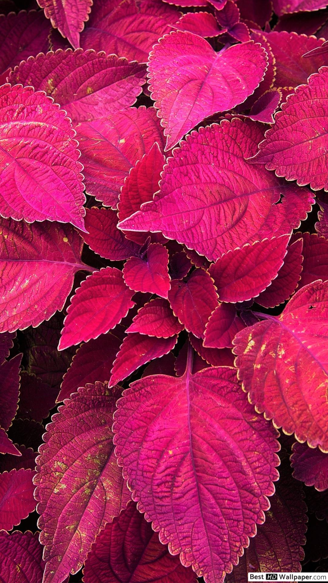 Fondo De Pantalla Iphone Hojas - HD Wallpaper 