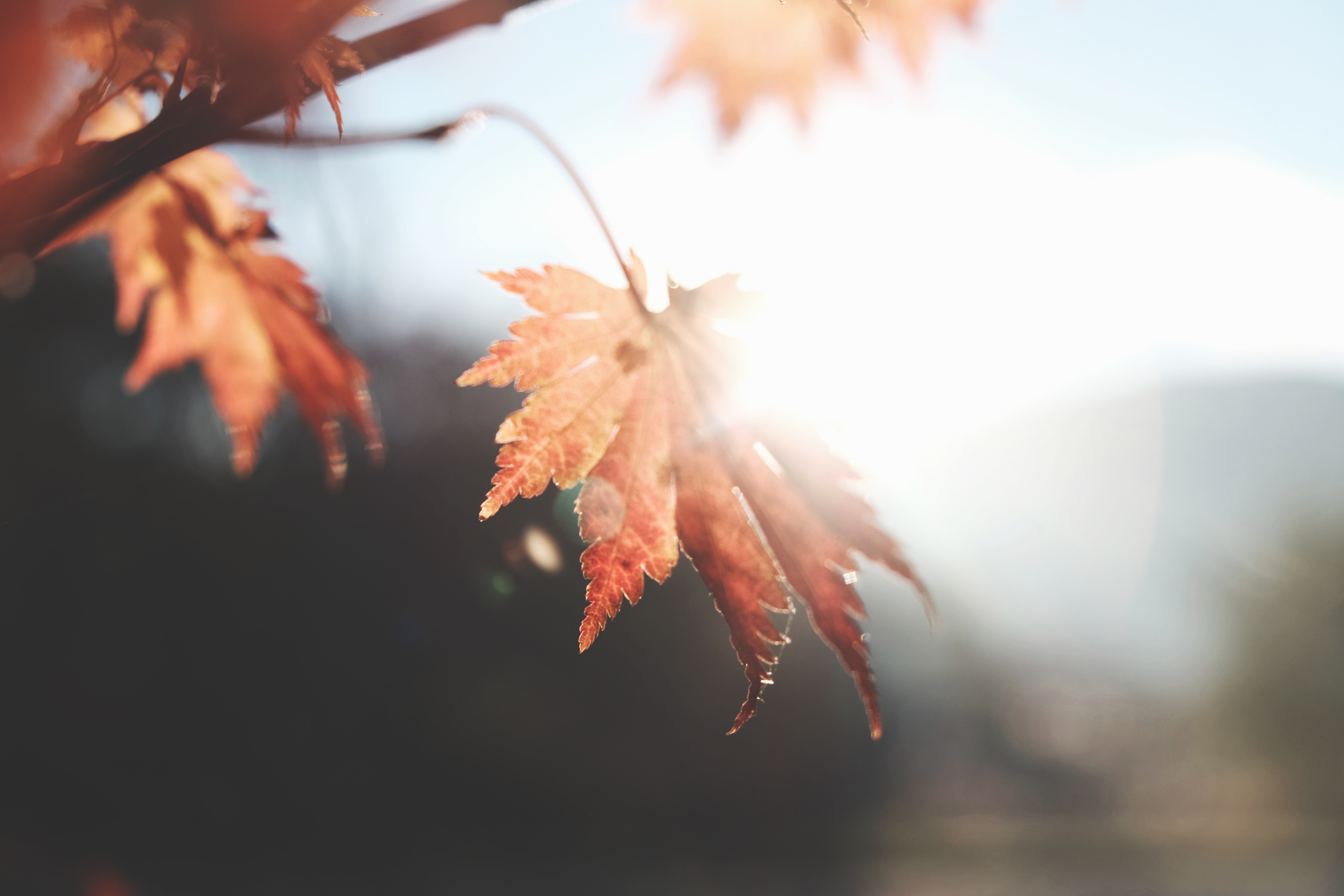 Autumn Leaves - HD Wallpaper 