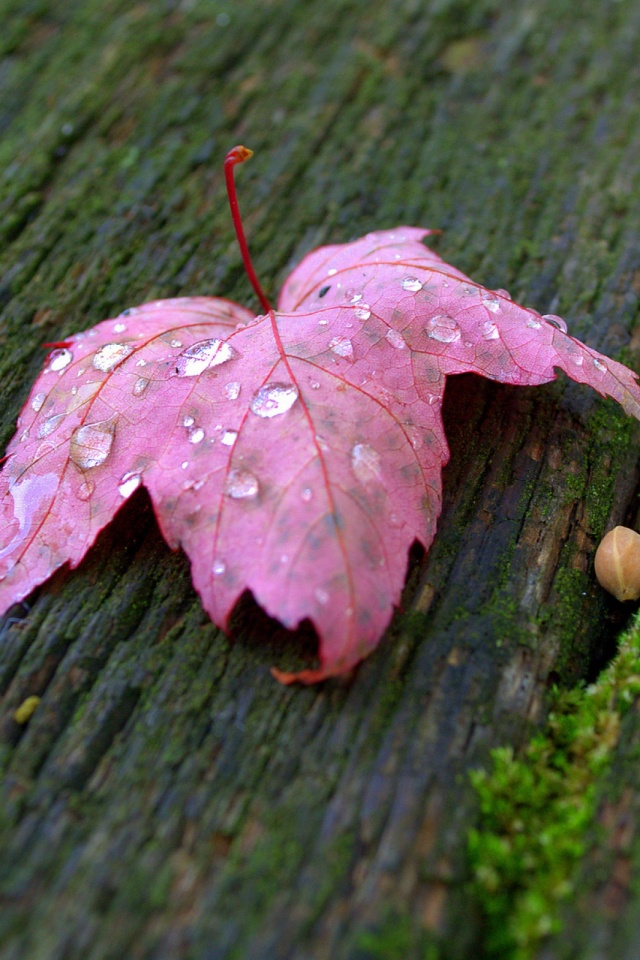 Wallpaper - HD Wallpaper 