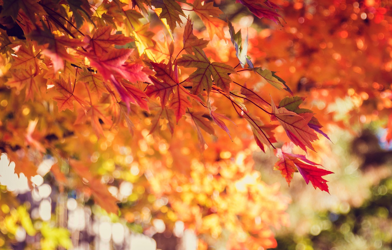 Photo Wallpaper Autumn, Leaves, Nature, Tree, Yellow, - Bokeh - HD Wallpaper 