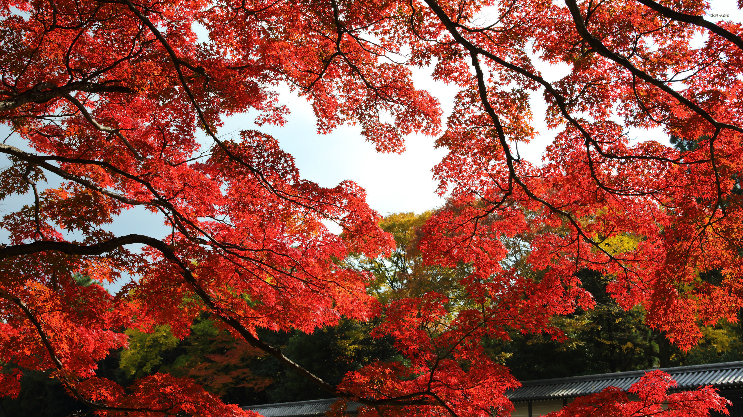 Maple Tree Wallpaper - HD Wallpaper 