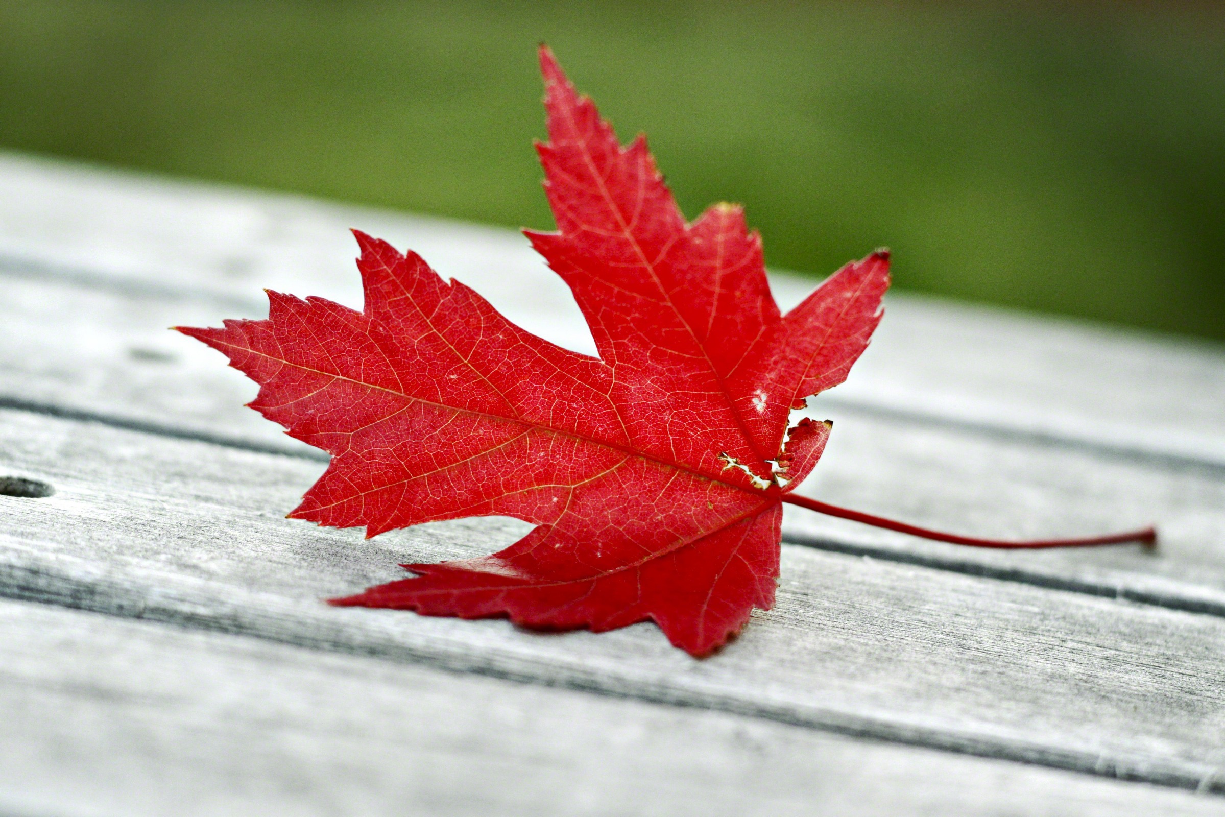 Single Red Maple Leaf - HD Wallpaper 
